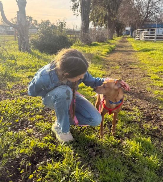 Enlarge Buddy, an adopted mixed breed in Davis, CA image 2/6