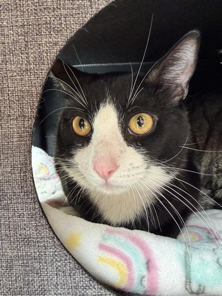 John Mittens, a Adoptable mixed breed in Monterey, CA image 1/2