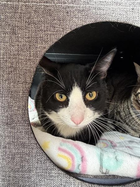 John Mittens, a Adoptable mixed breed in Monterey, CA image 2/2