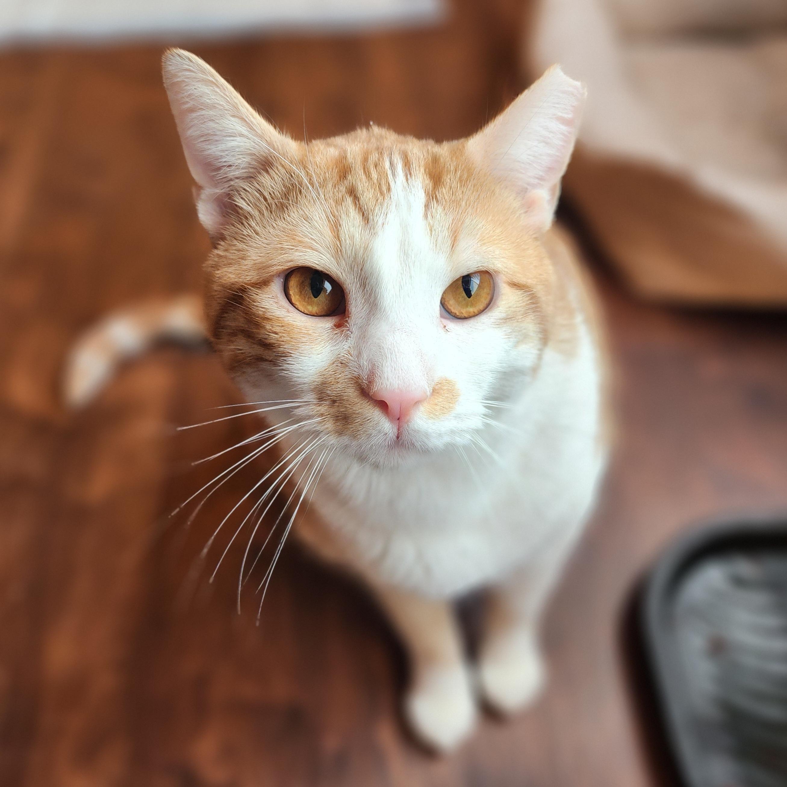 Jancy Boy, Adoptable, Adult Male Domestic Short Hair.