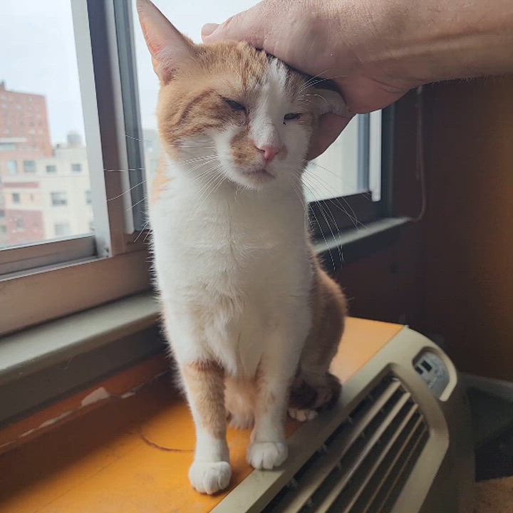 Enlarge Jancy Boy, a Adoptable Domestic Short Hair in Boston, MA video 6/6