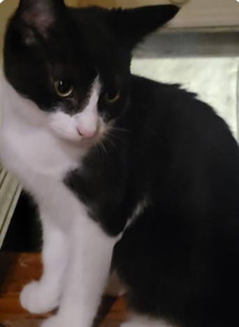 Enlarge Exterminator, a Adoptable Domestic Short Hair in Evans City, PA image 2/2