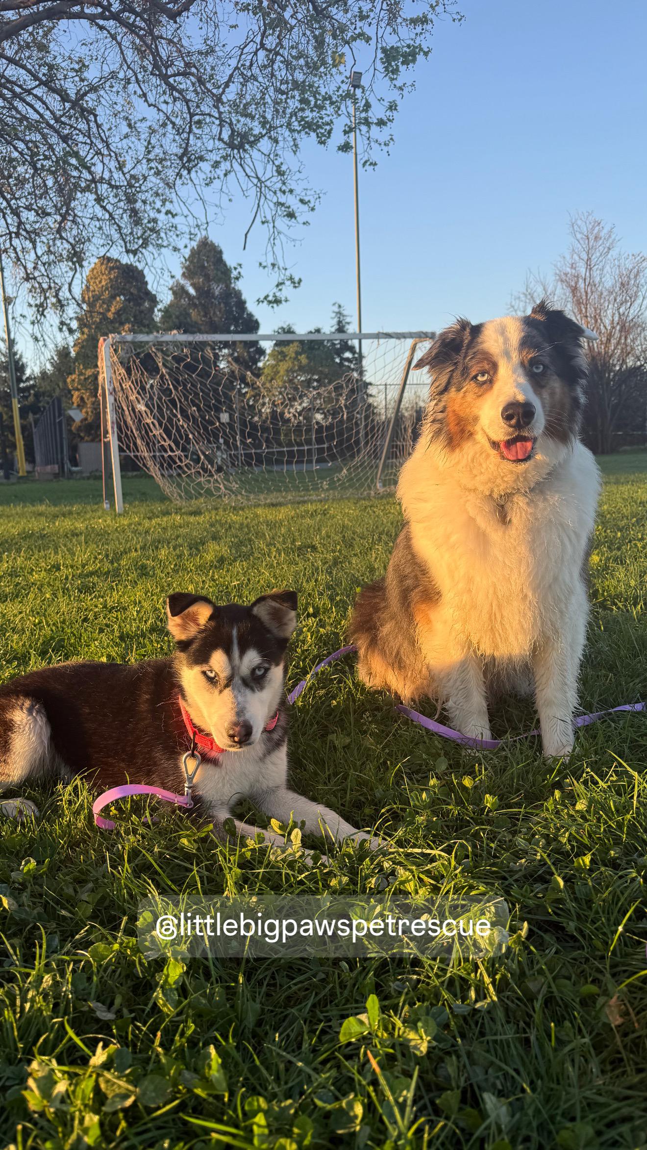 Enlarge Sasha, a Adoptable mixed breed in Vallejo, CA image 5/6