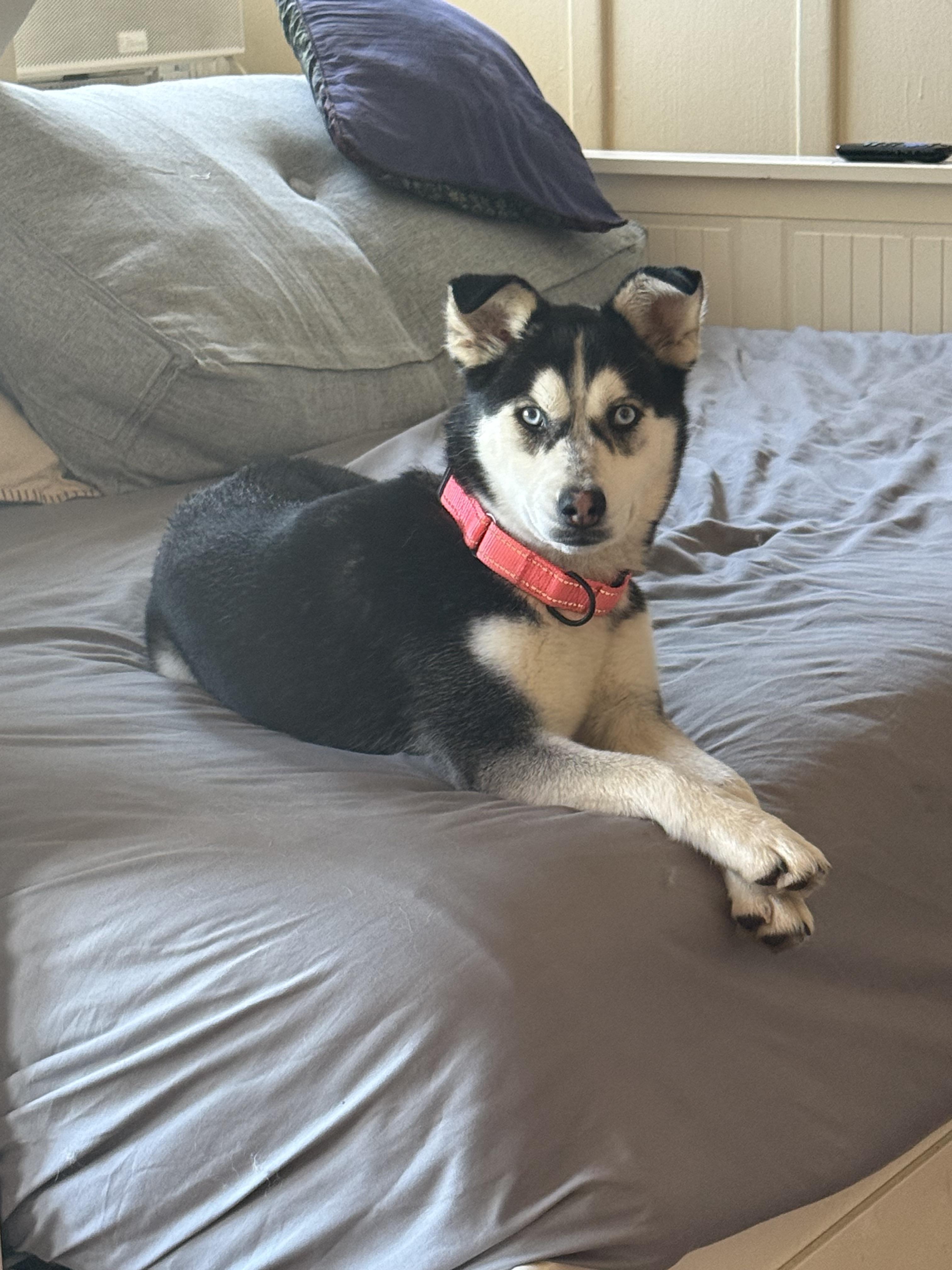 Enlarge Sasha, a Adoptable mixed breed in Vallejo, CA image 6/6