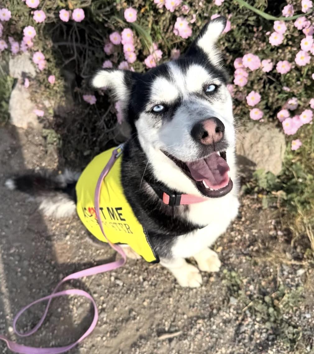 Sasha, Adoptable, Young Female Pomeranian & Klee Kai.