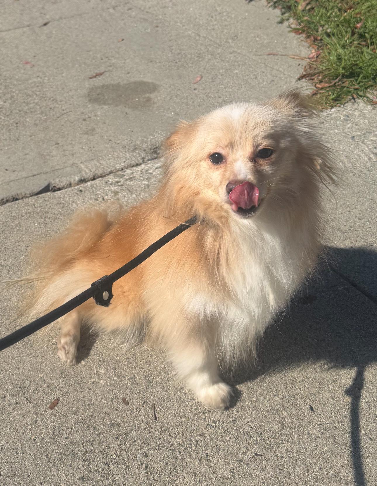 Walter the tripod, a Adoptable mixed breed in Los Angeles, CA image 1/6