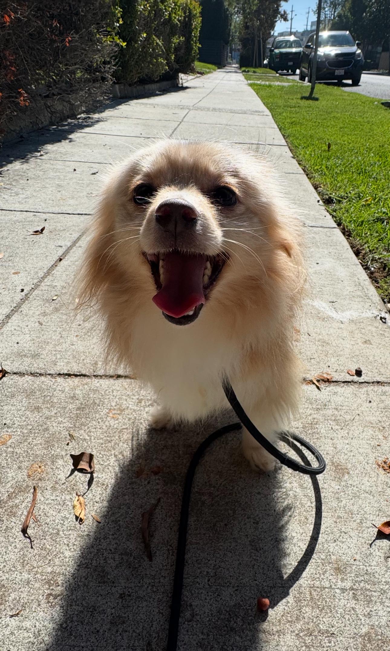Walter the tripod, a Adoptable mixed breed in Los Angeles, CA image 2/6