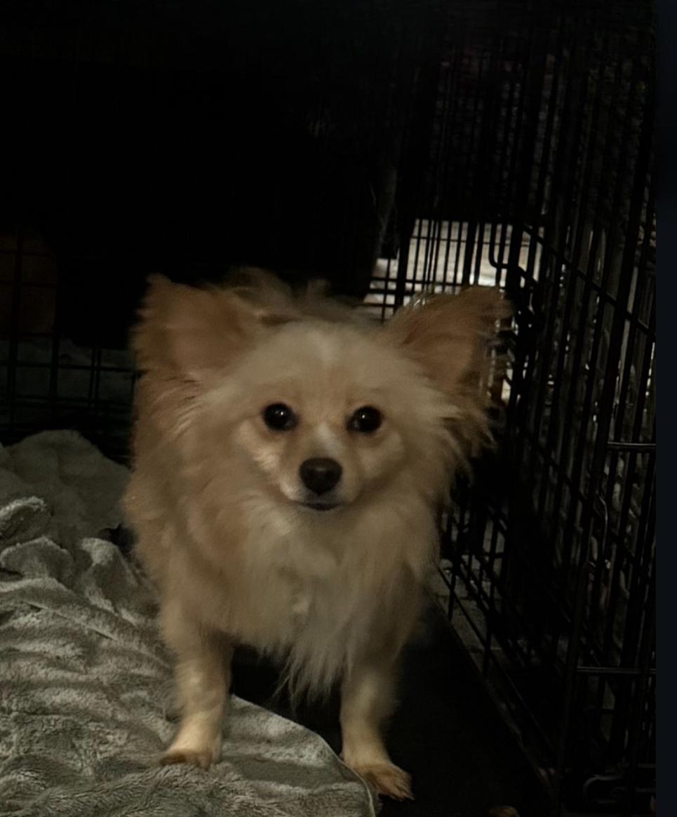 Walter the tripod, a Adoptable mixed breed in Los Angeles, CA image 4/6