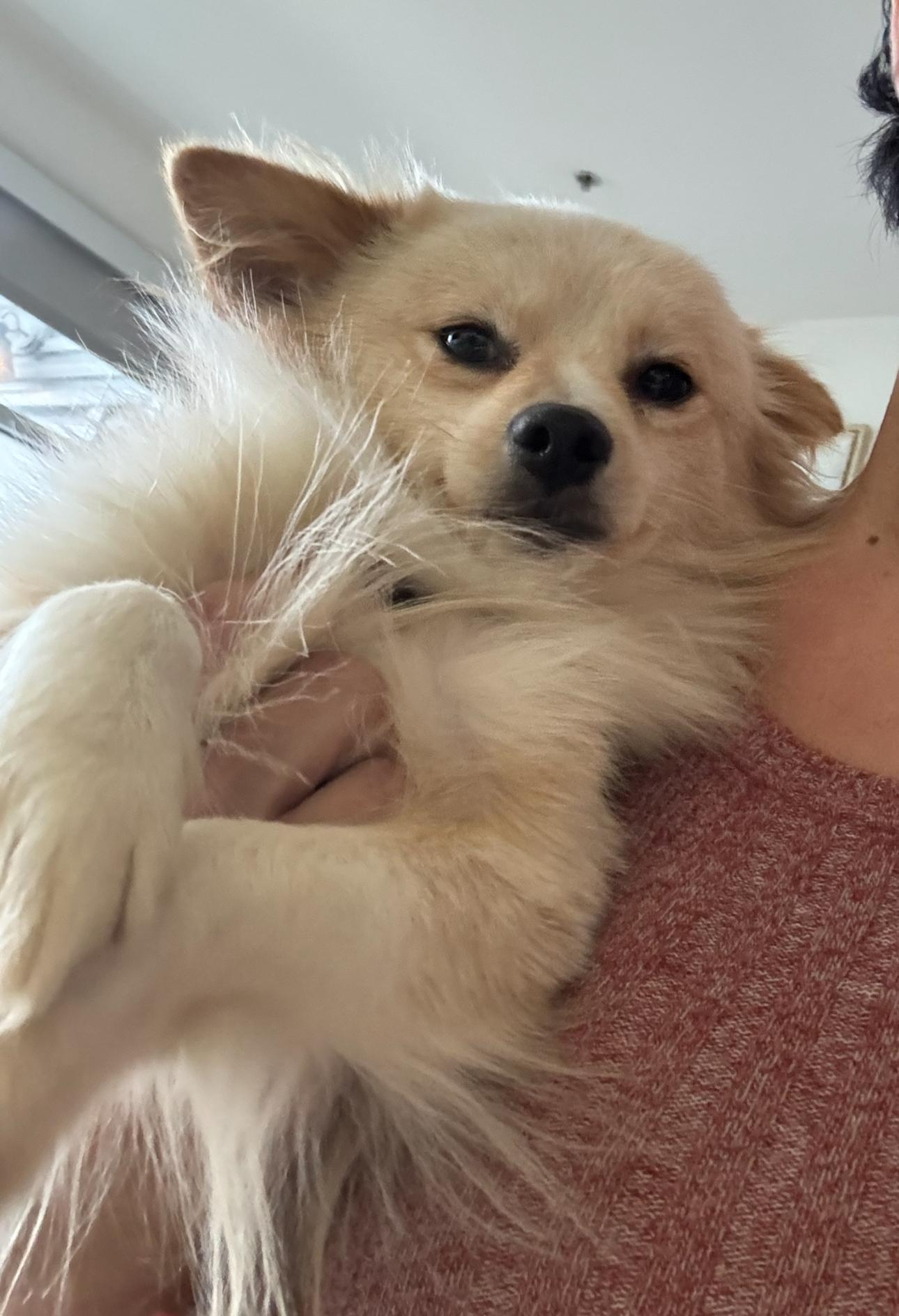 Walter the tripod, an adoptable Pomeranian, Chihuahua in Los Angeles, CA, 90066 | Photo Image 6