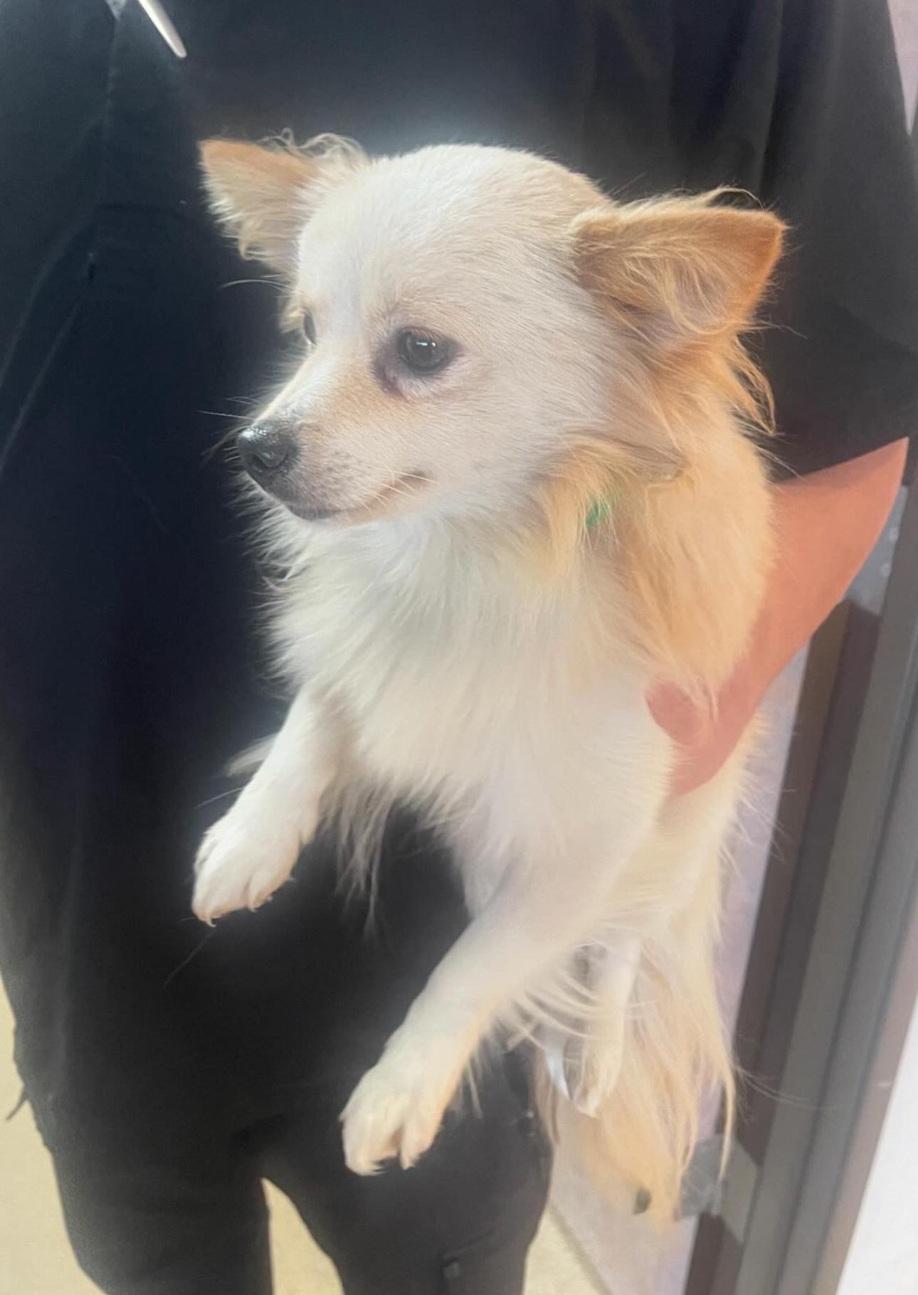 Walter the tripod, a Adoptable mixed breed in Los Angeles, CA image 6/6