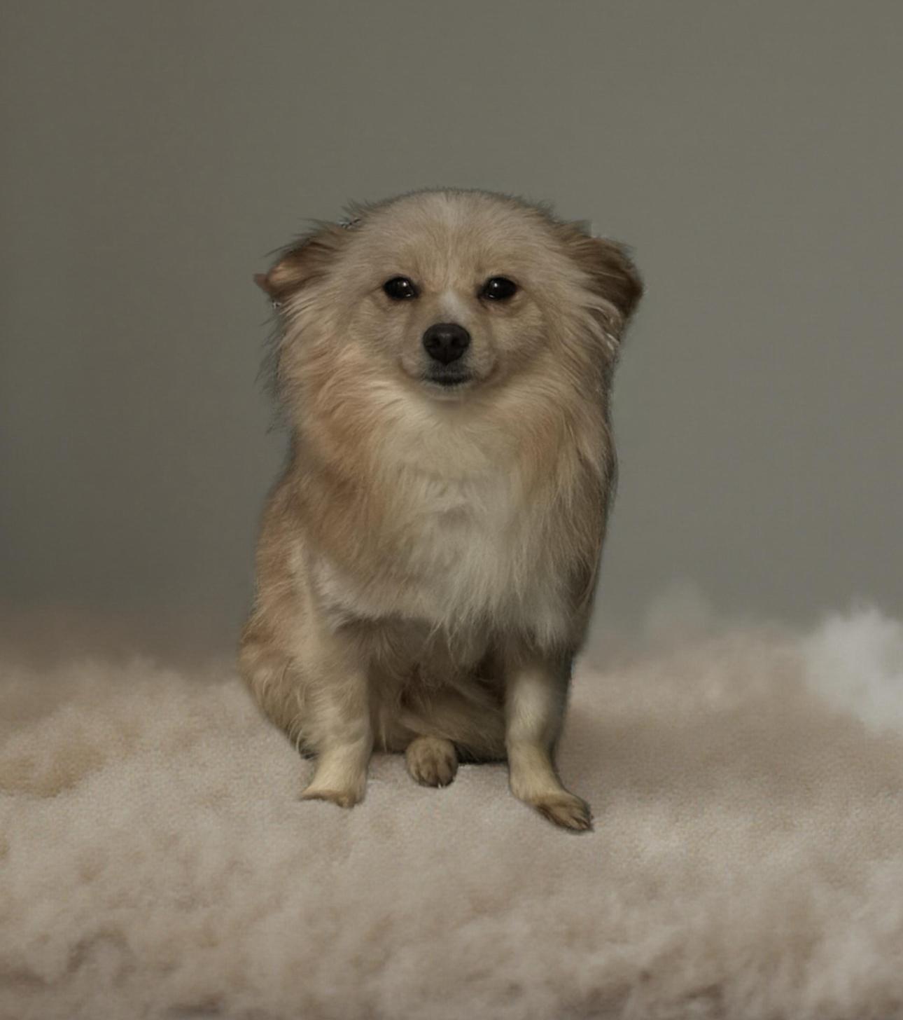 Walter the tripod, a Adoptable mixed breed in Los Angeles, CA image 3/6