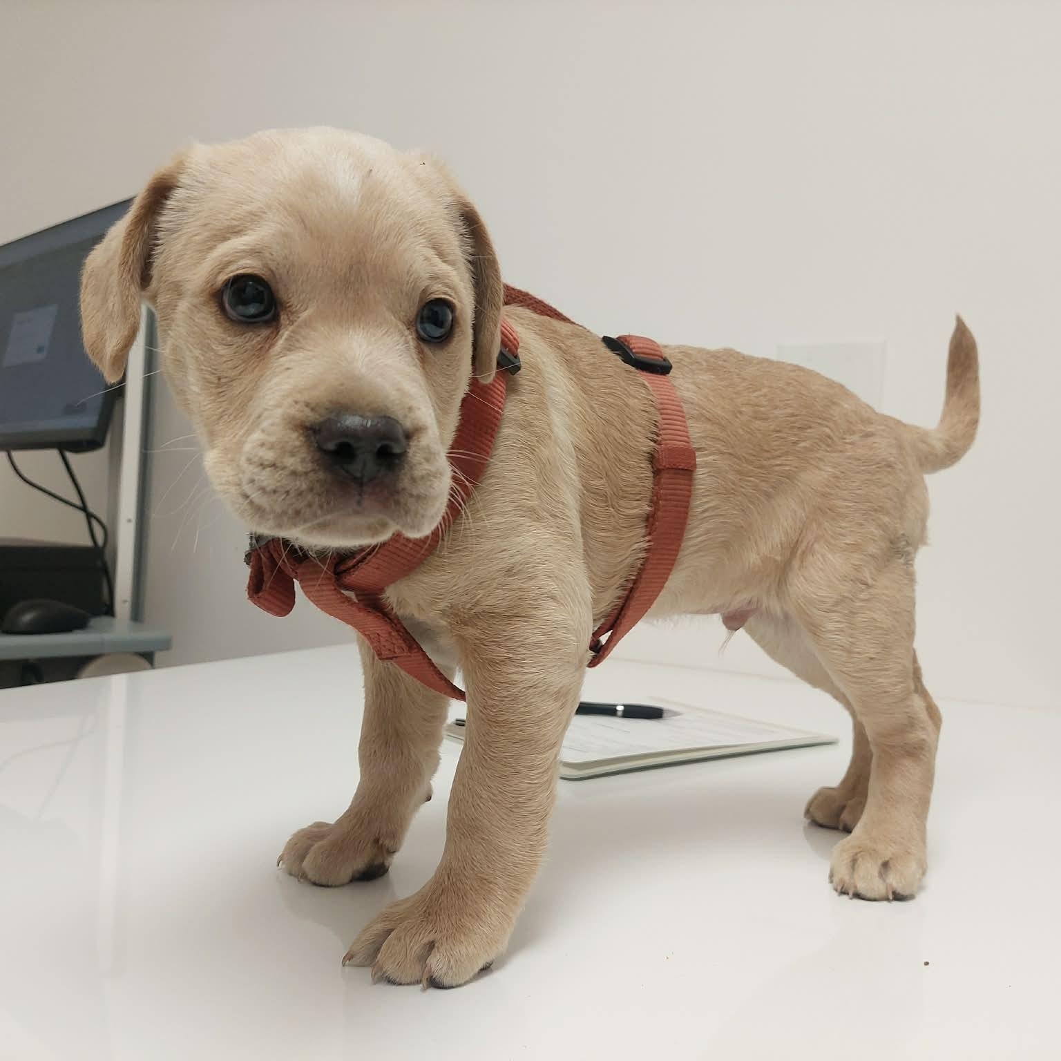 Peanut, an adopted mixed breed in Edmonton, AB image 5/5