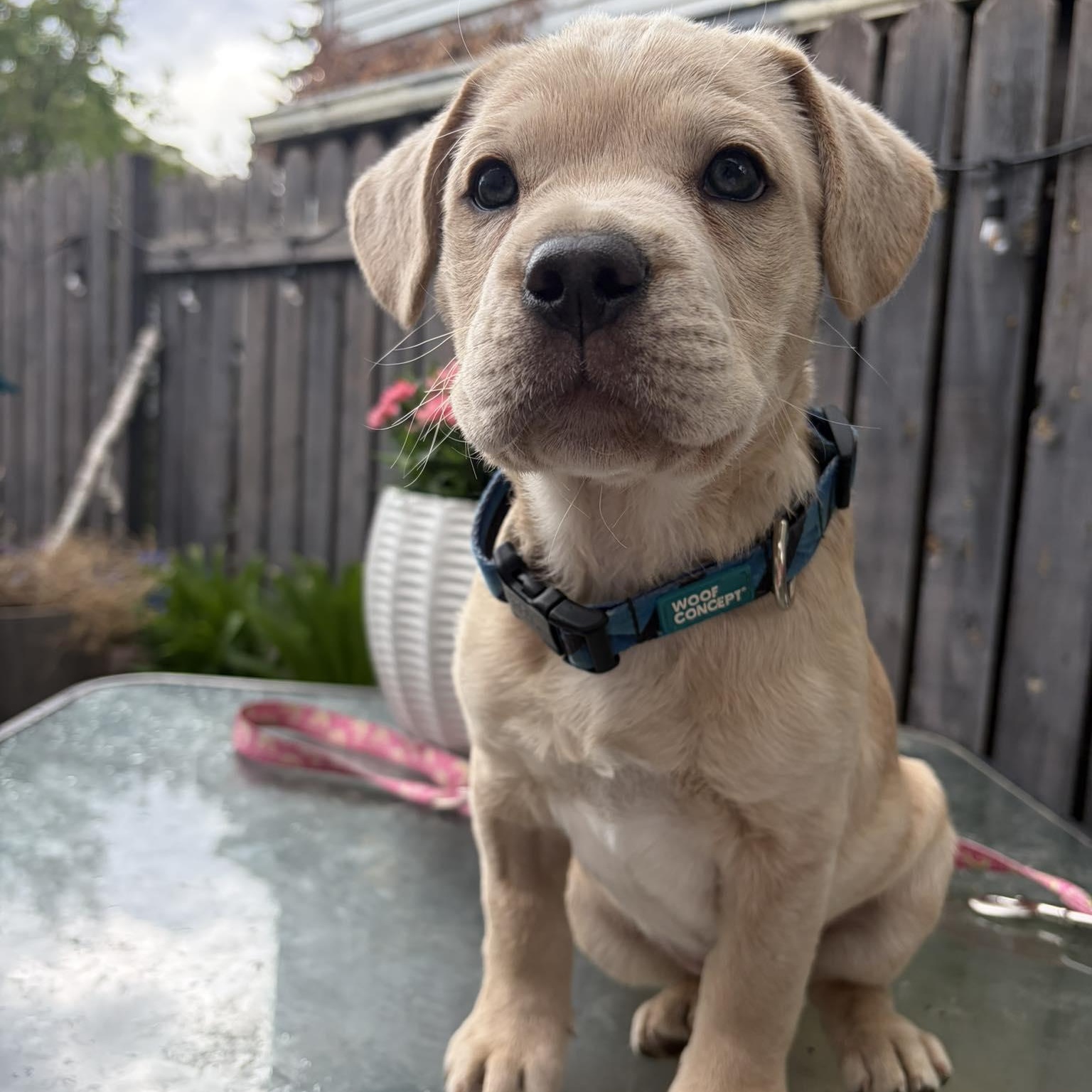 Peanut, an adopted mixed breed in Edmonton, AB image 2/5