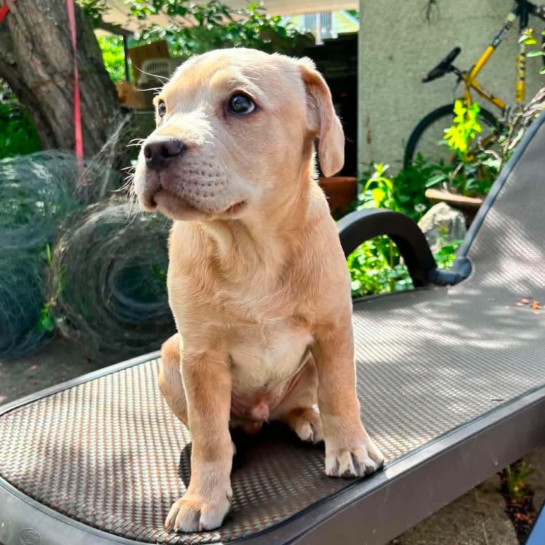 Peanut, adopted, Puppy Male Labrador Retriever & American Bulldog.