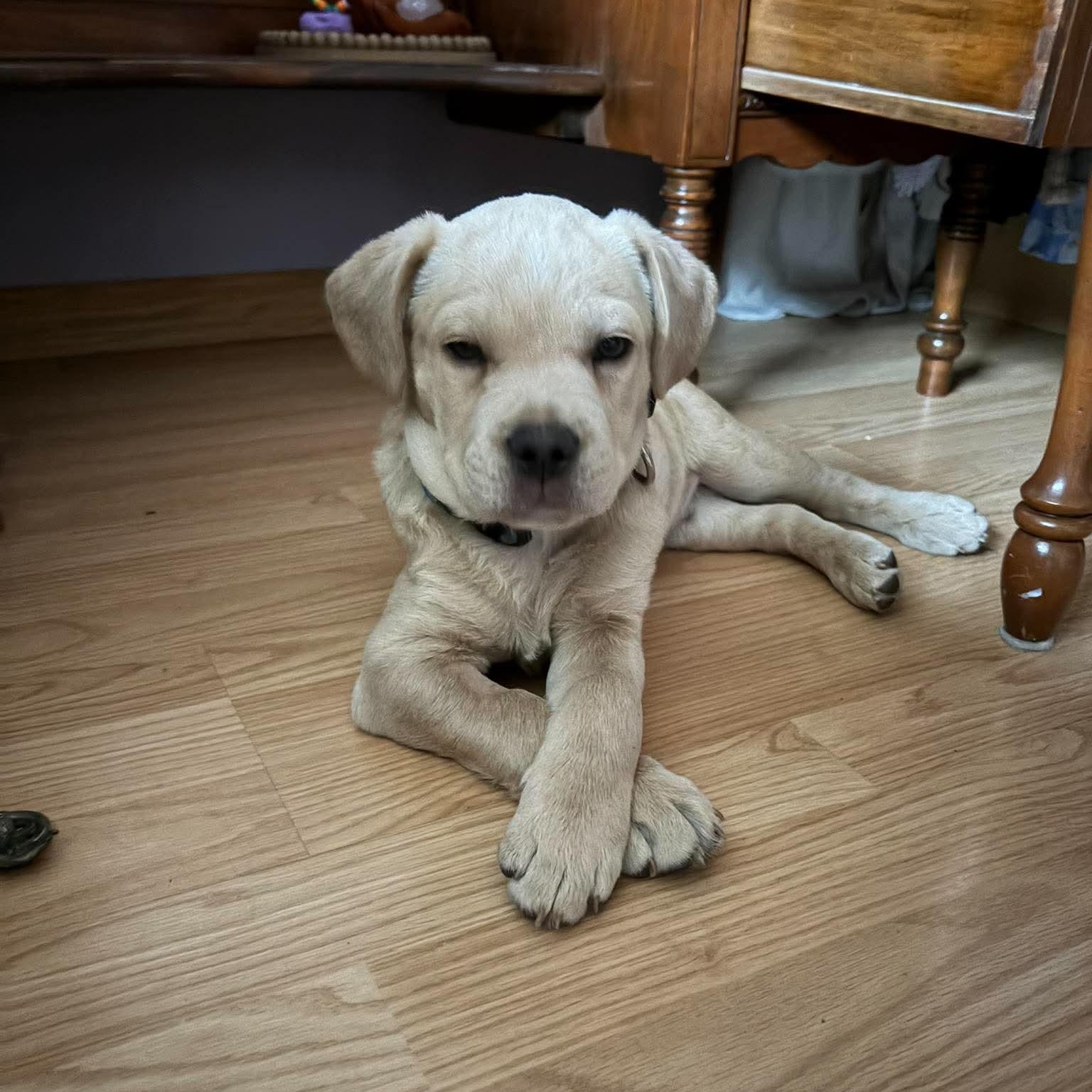 Peanut, an adopted mixed breed in Edmonton, AB image 4/5