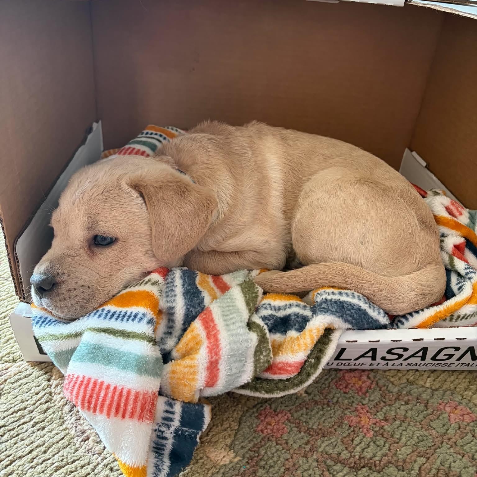 Peanut, an adopted mixed breed in Edmonton, AB image 3/5