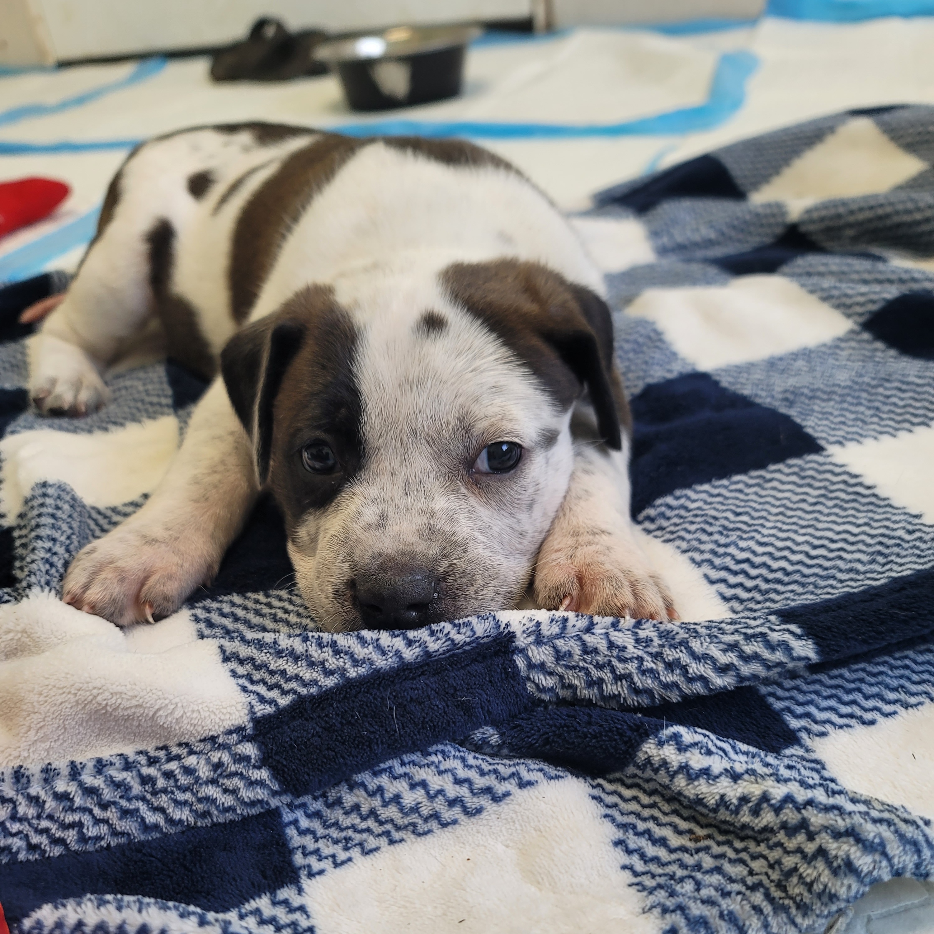 Dog for adoption Poppy, an American Staffordshire Terrier Mix in Lunenburg , MA Petfinder