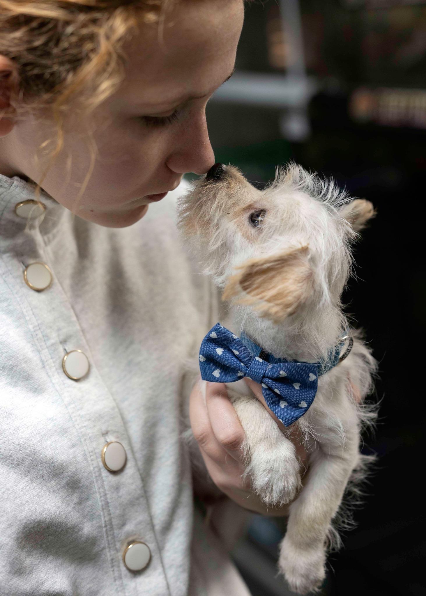 Alpha, Adoptable, Puppy Male Chihuahua & Border Terrier.