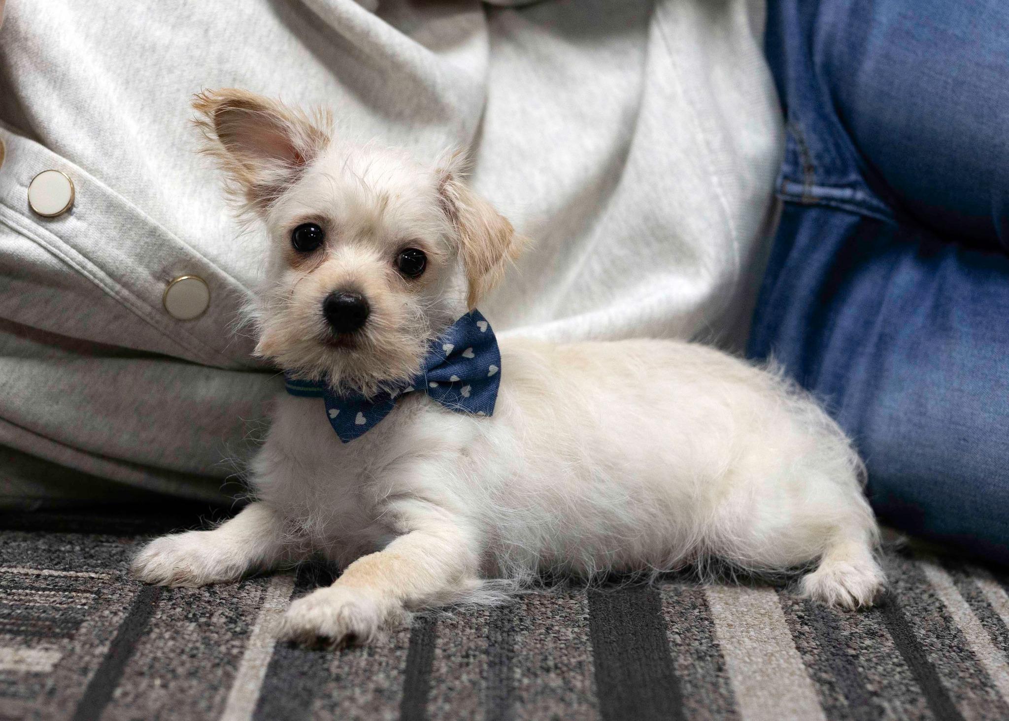 Enlarge Alpha, a Adoptable mixed breed in West Richland, WA image 2/3