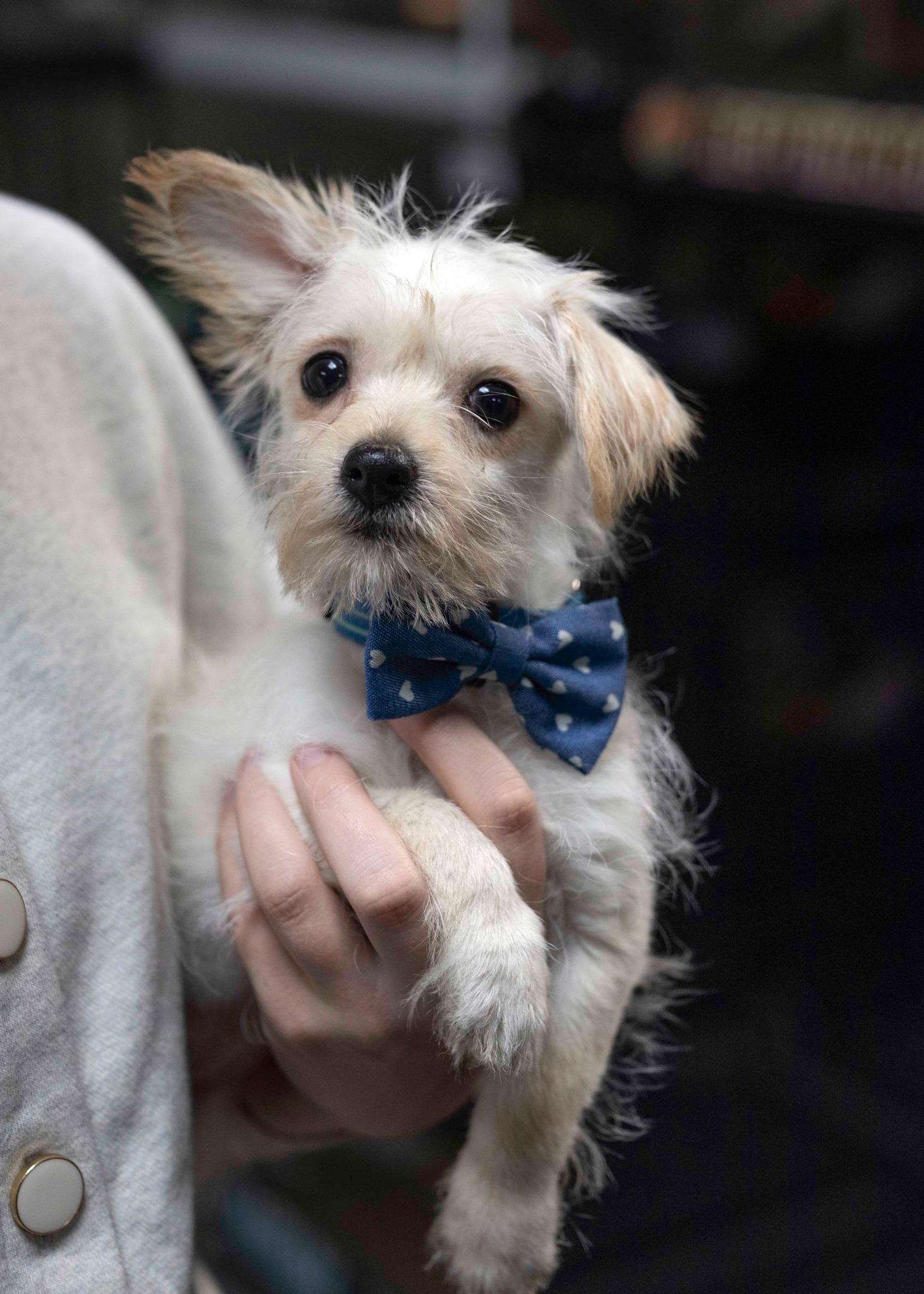 Alpha, Adoptable, Puppy Male Chihuahua & Border Terrier.