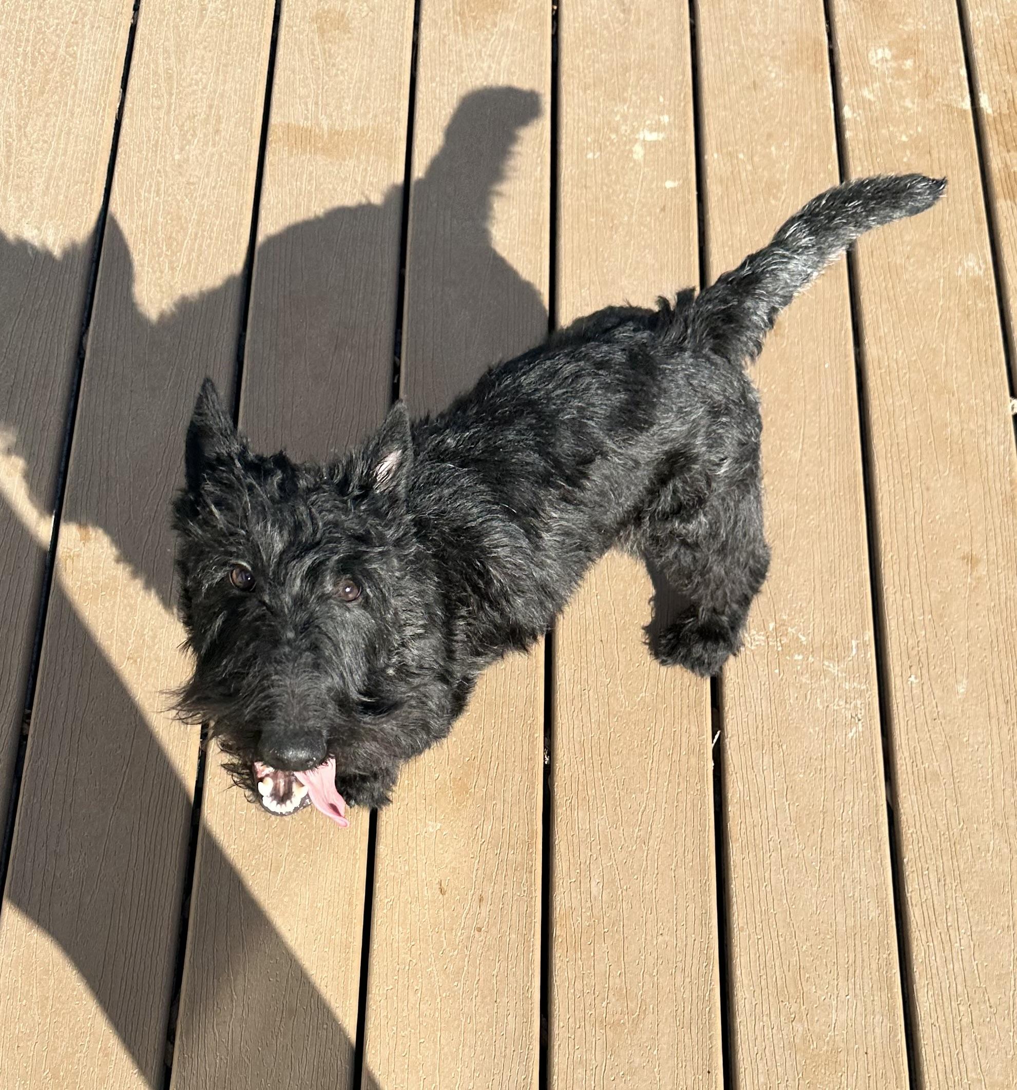 Enlarge Angus, a Adopted Scottish Terrier in Silver Spring, MD image 1/3