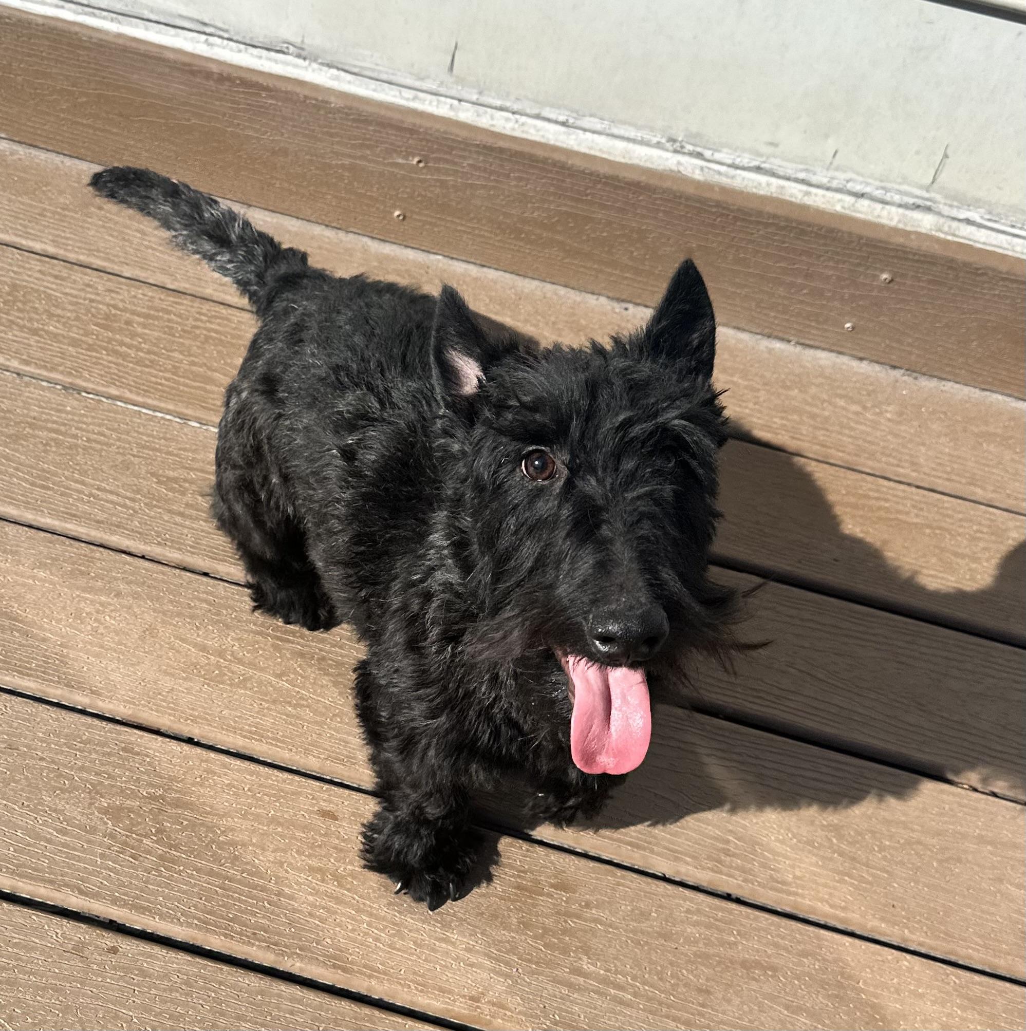 Angus, Adopted, Young Male Scottish Terrier.