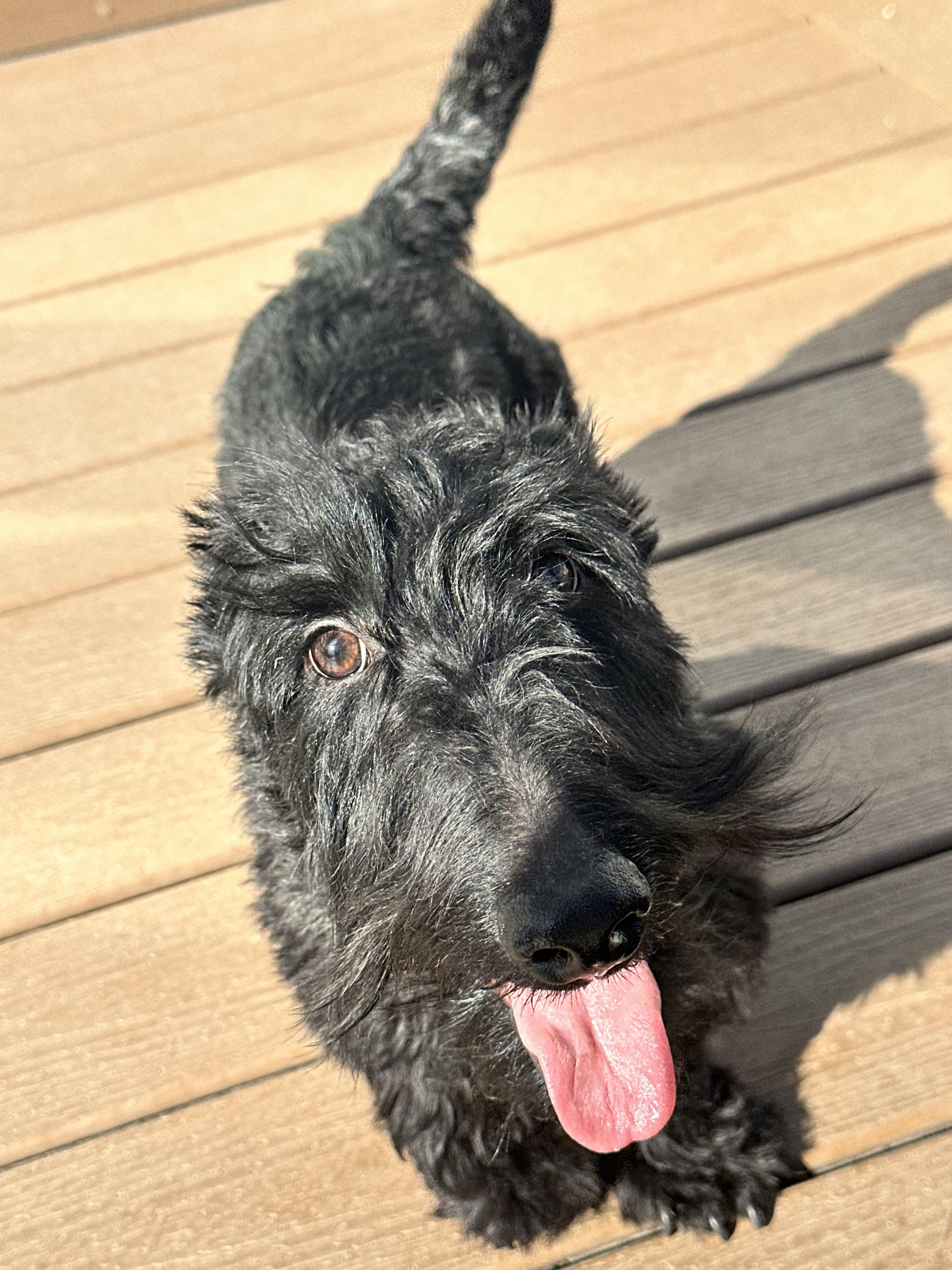 Enlarge Angus, a Adopted Scottish Terrier in Silver Spring, MD image 3/3