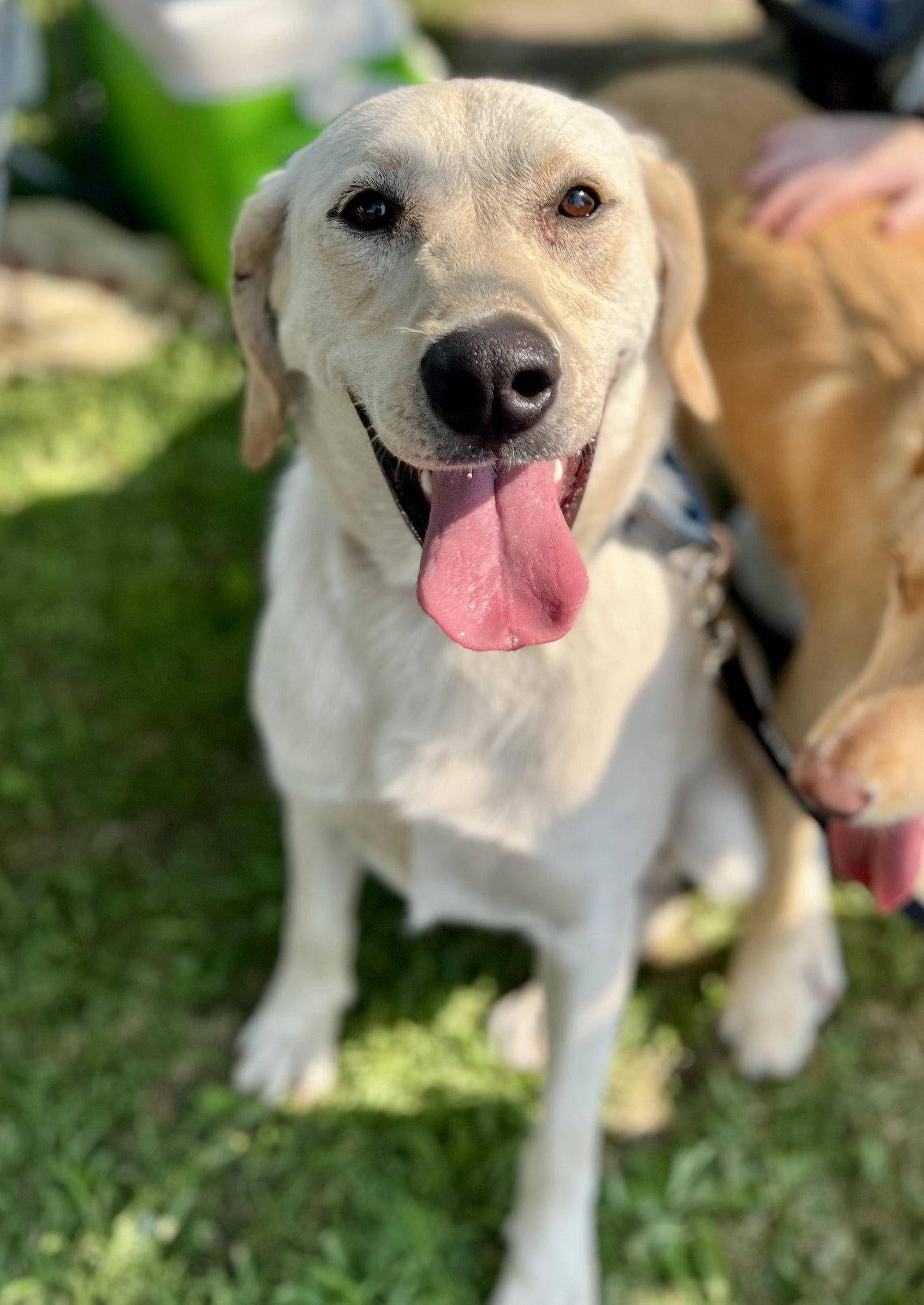 Enlarge Schnee, a Adopted mixed breed in Minneapolis, MN image 1/3