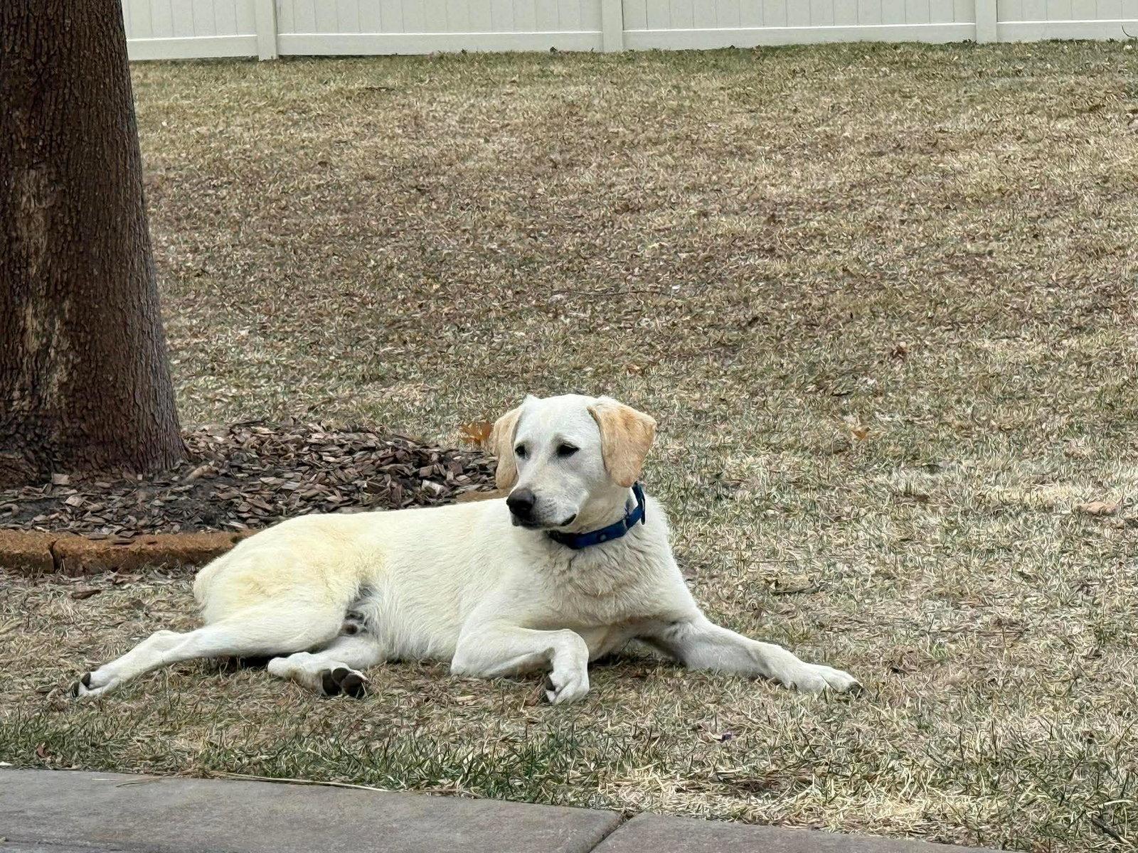 Enlarge Schnee, a Adopted mixed breed in Minneapolis, MN image 3/3