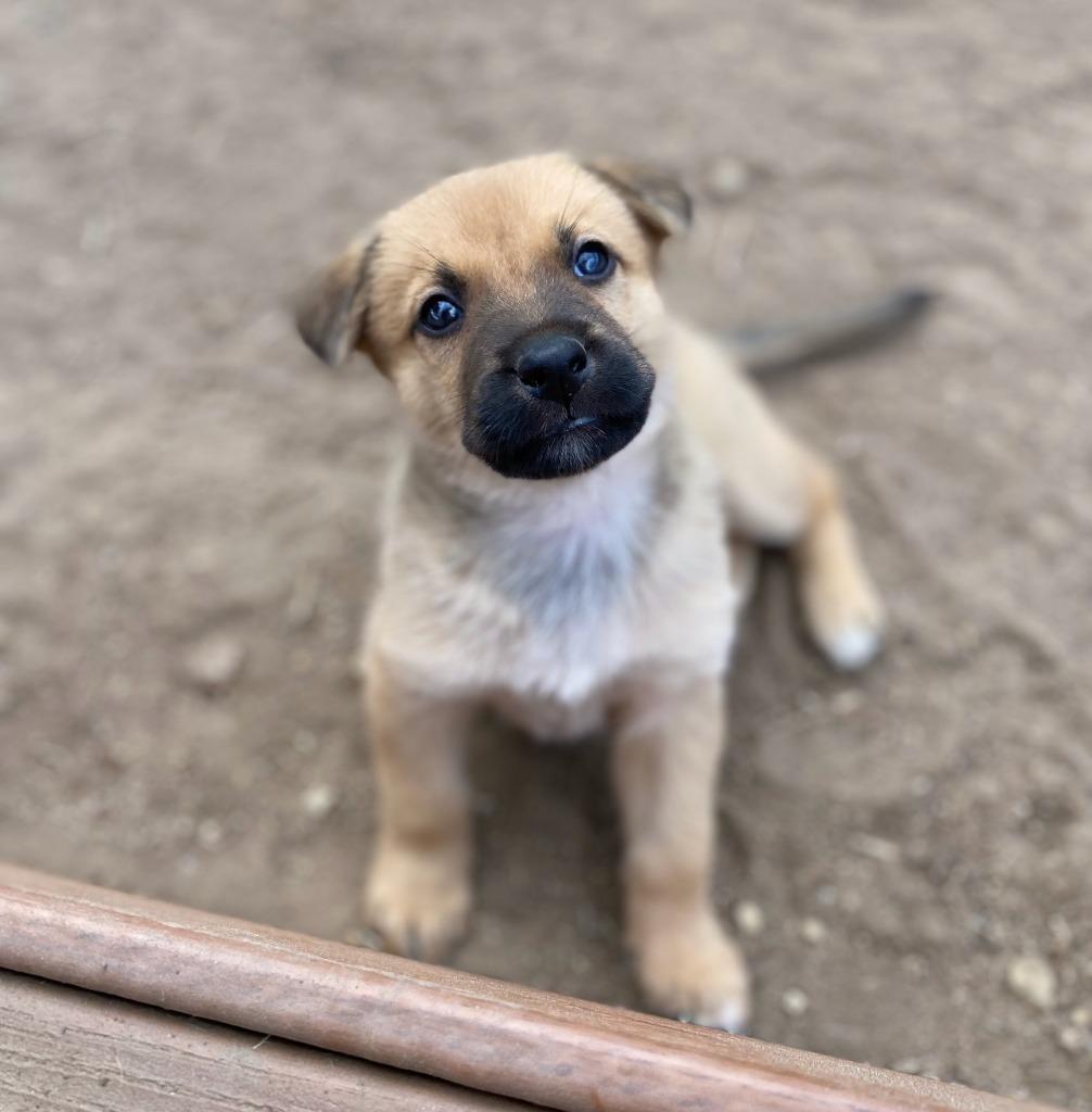 Copper, a Adoptable mixed breed in El Cajon, CA image 1/3