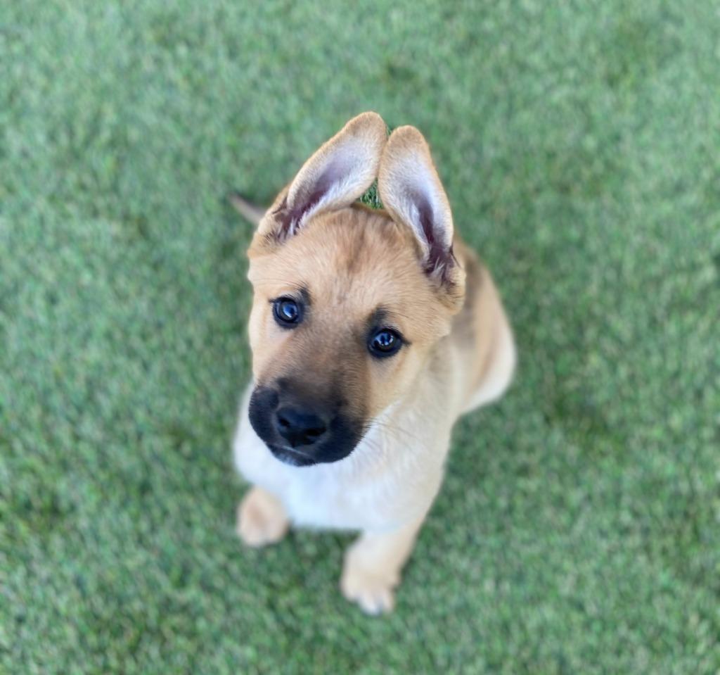 Copper, a Adoptable mixed breed in El Cajon, CA image 2/3