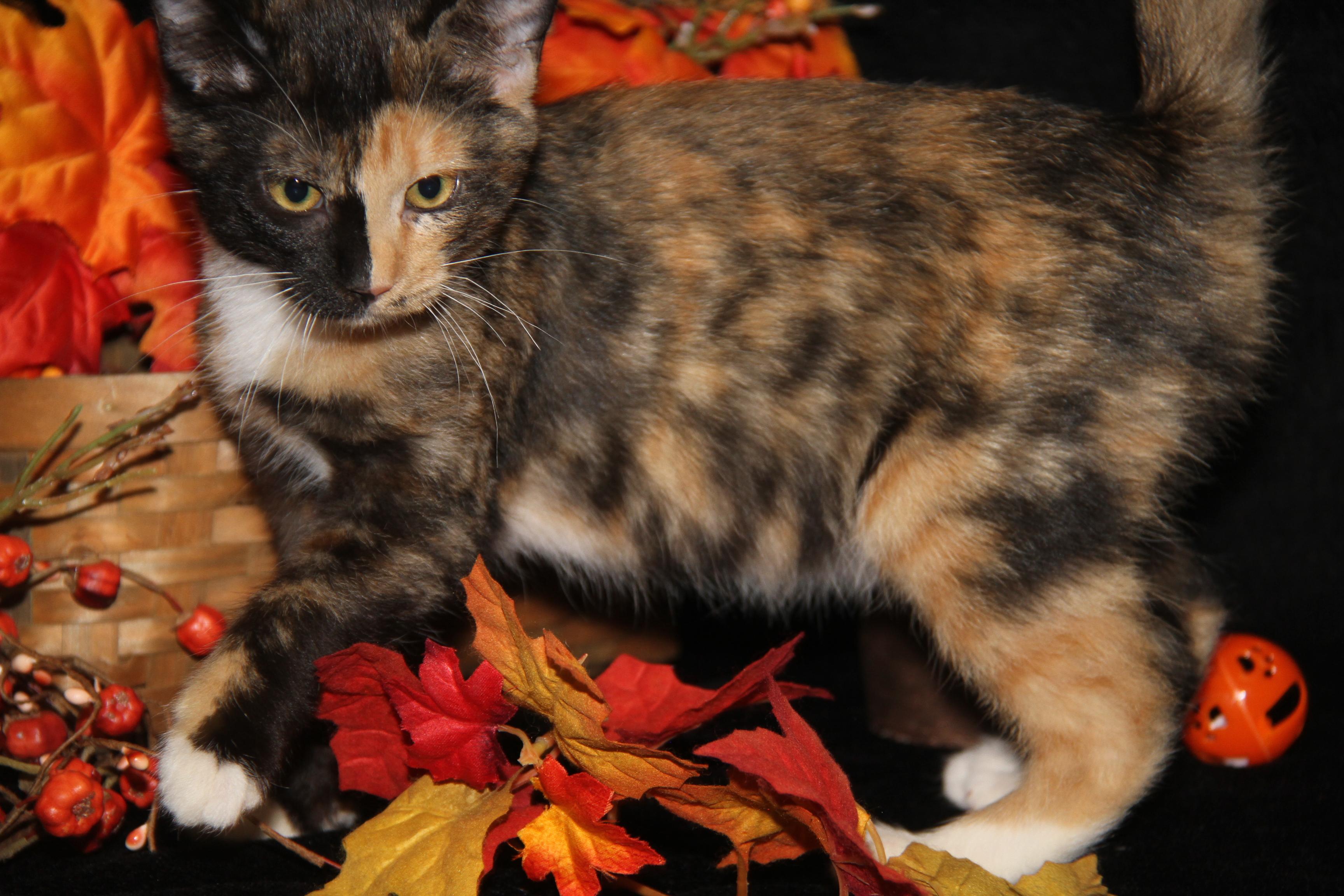 Taro (Seiko's Kitten) (Spayed) (Photos 10/21/2025) 4