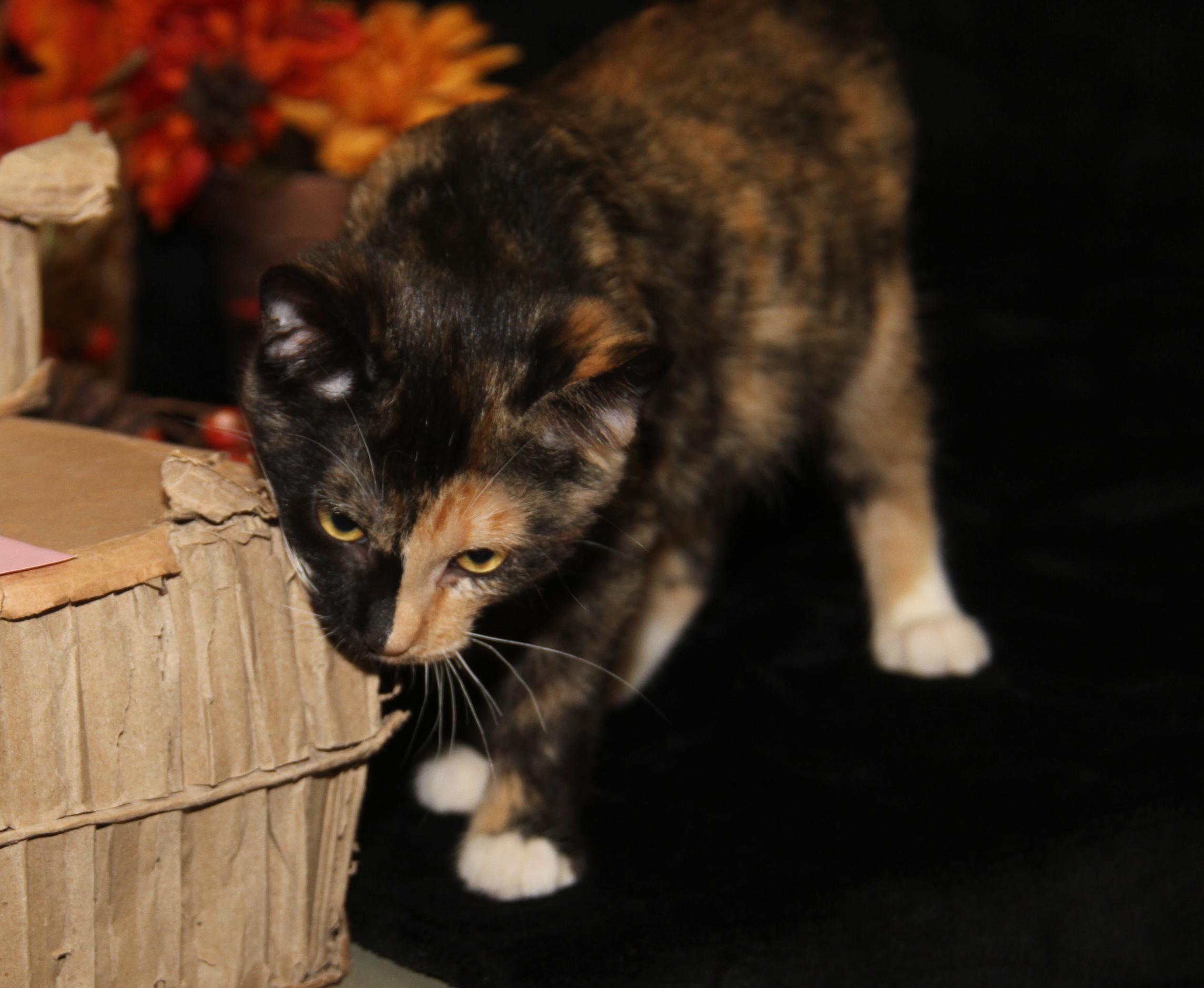 Taro (Seiko's Kitten) (Spayed) (Photos 10/21/2025) 5