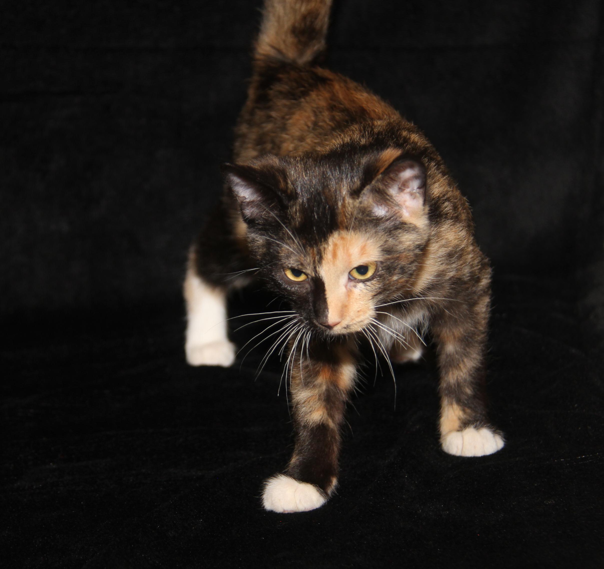 Taro (Seiko's Kitten) (Spayed) (Photos 10/21/2025) 6