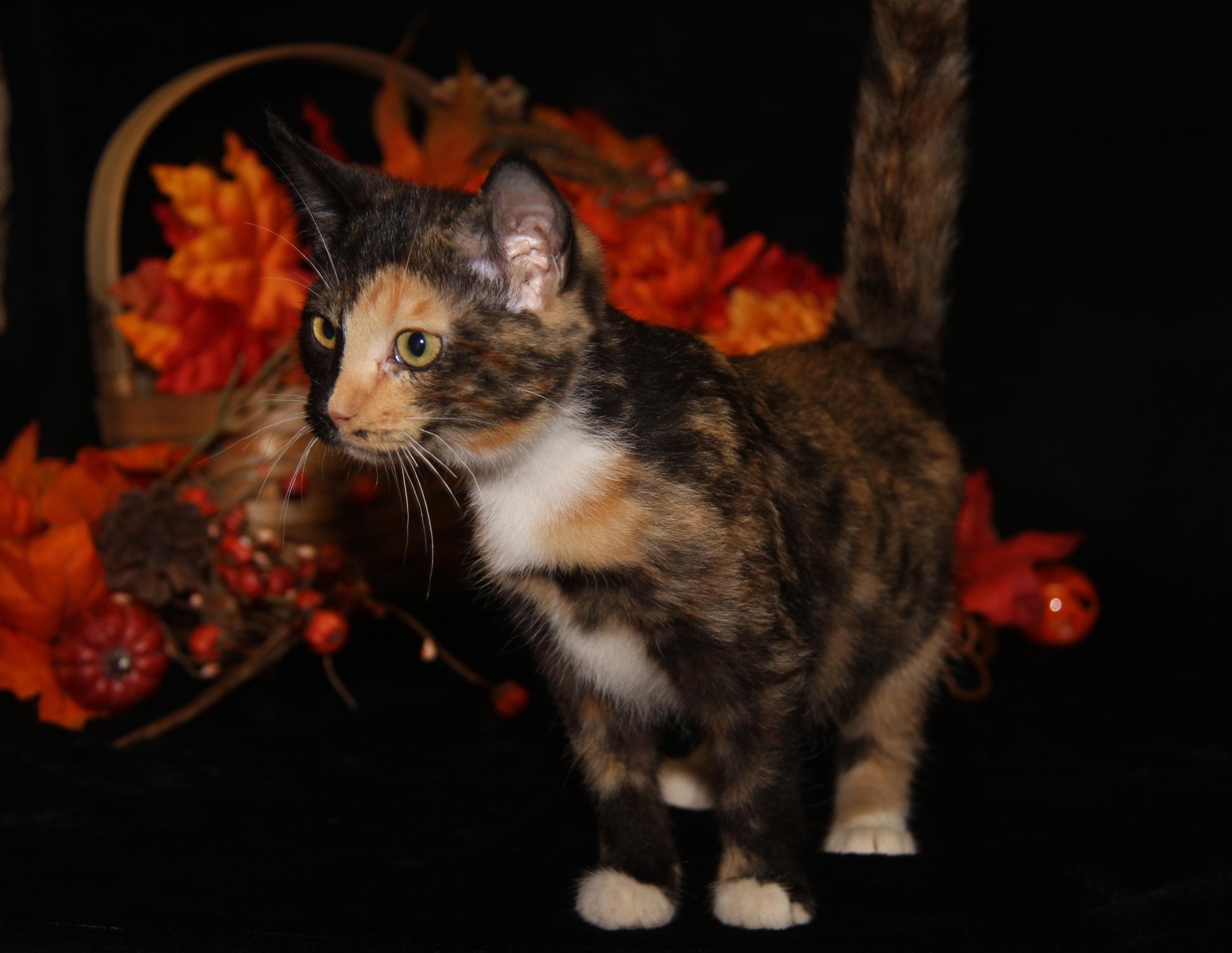 Taro (Seiko's Kitten) (Spayed) (Photos 10/21/2025) 1