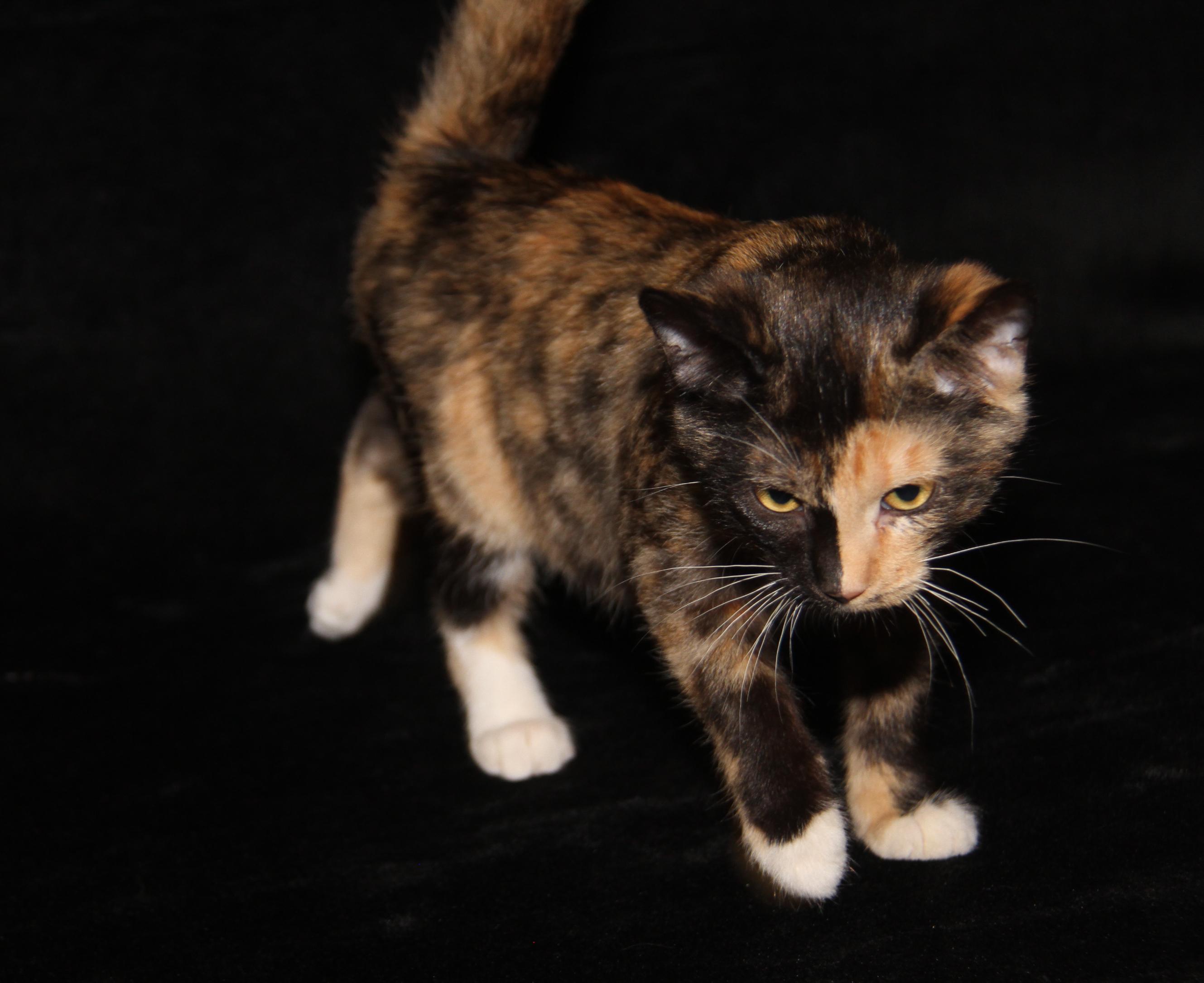 Taro (Seiko's Kitten) (Spayed) (Photos 10/21/2025) 2