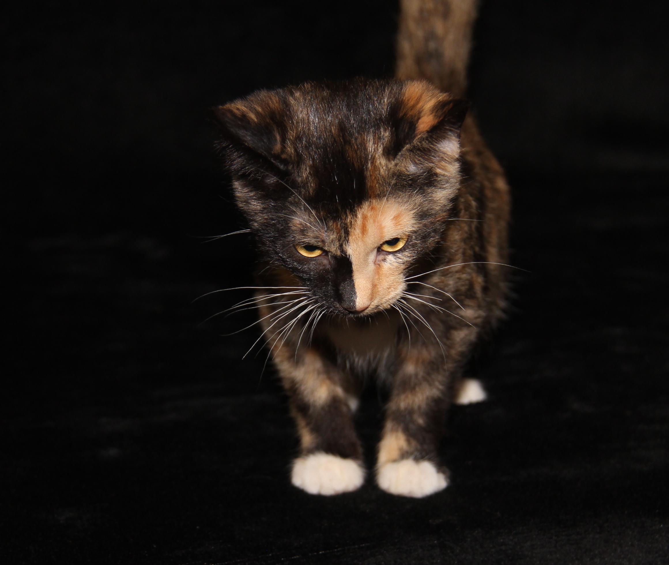 Taro (Seiko's Kitten) (Spayed) (Photos 10/21/2025) 3