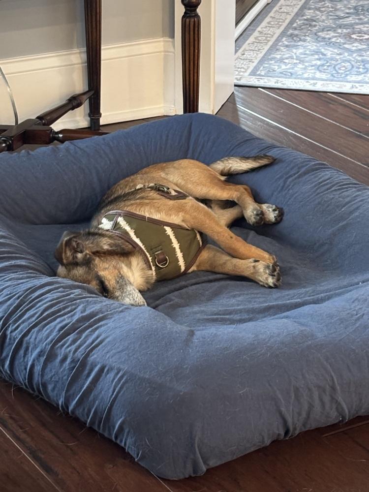 Buddy (GA) — thumbnail 2