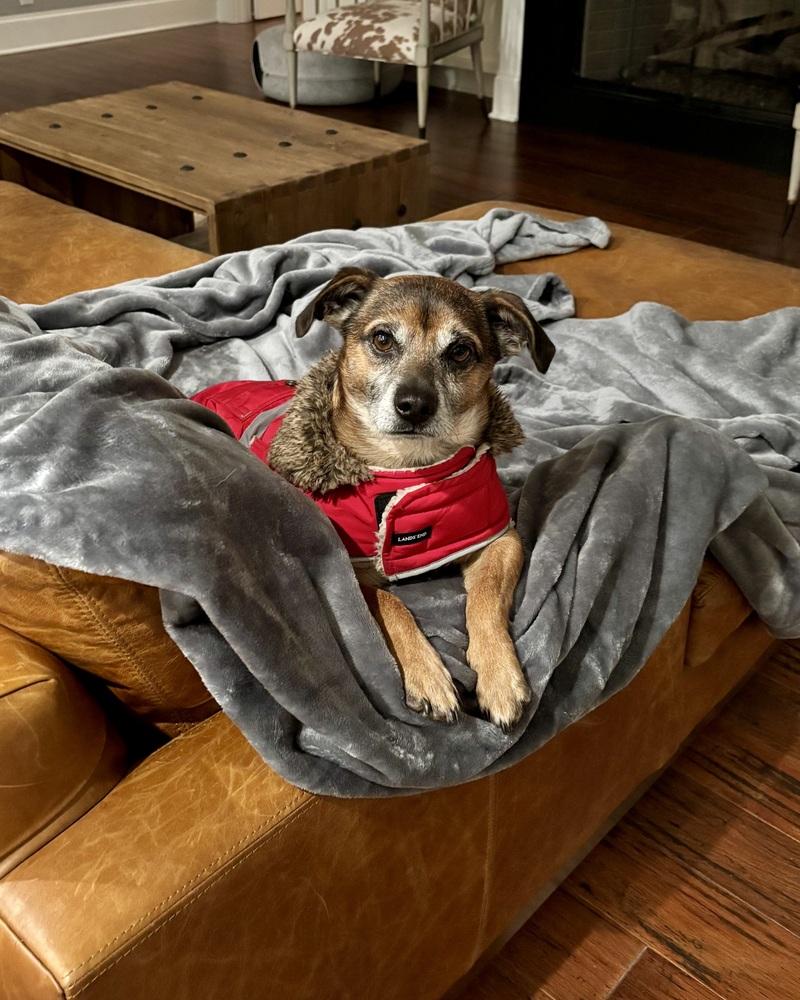 Buddy (GA) — thumbnail 3