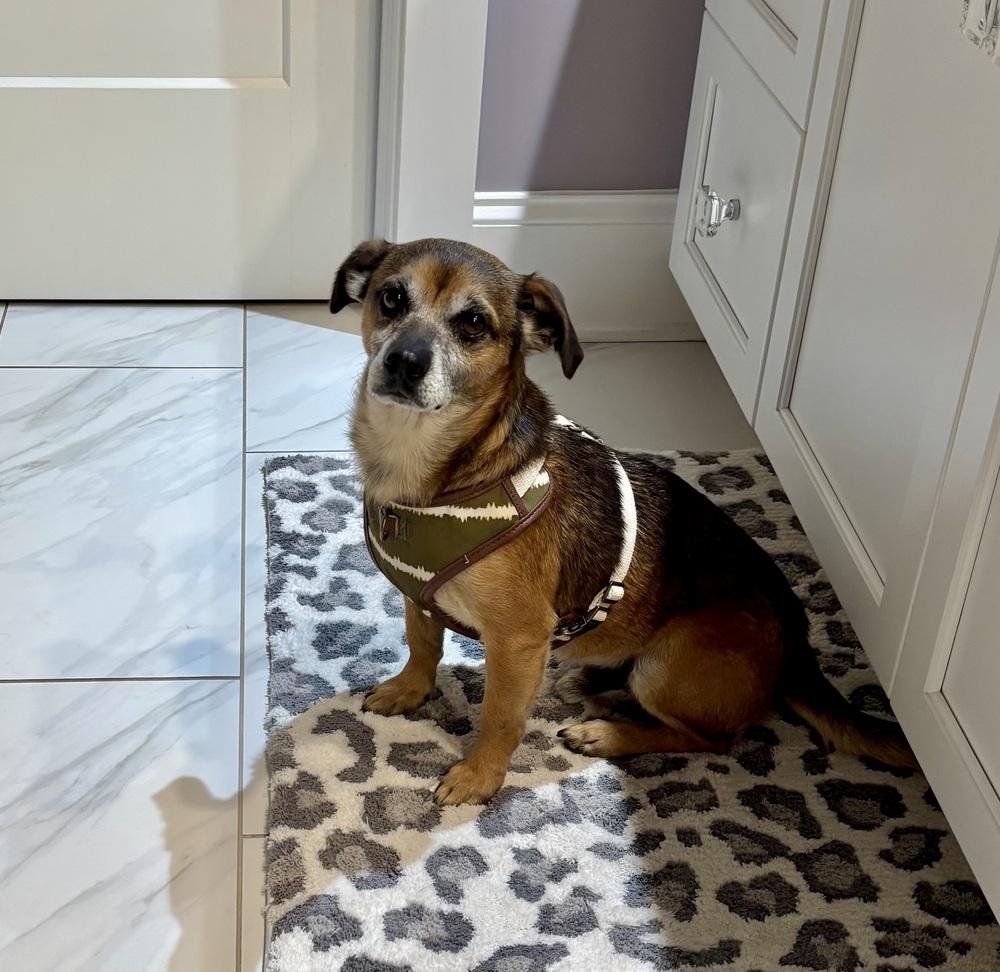 Buddy (GA) — thumbnail 4