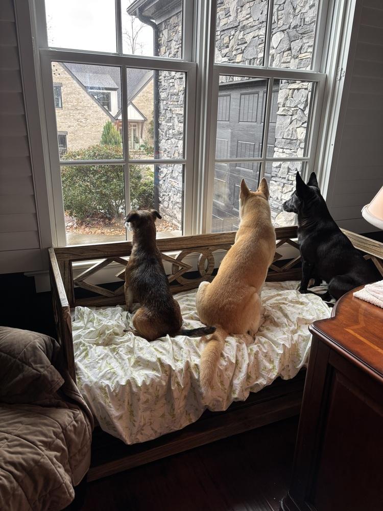 Buddy (GA) — thumbnail 5