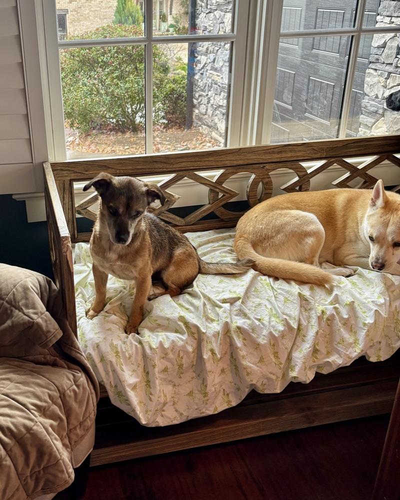 Buddy (GA) — thumbnail 6