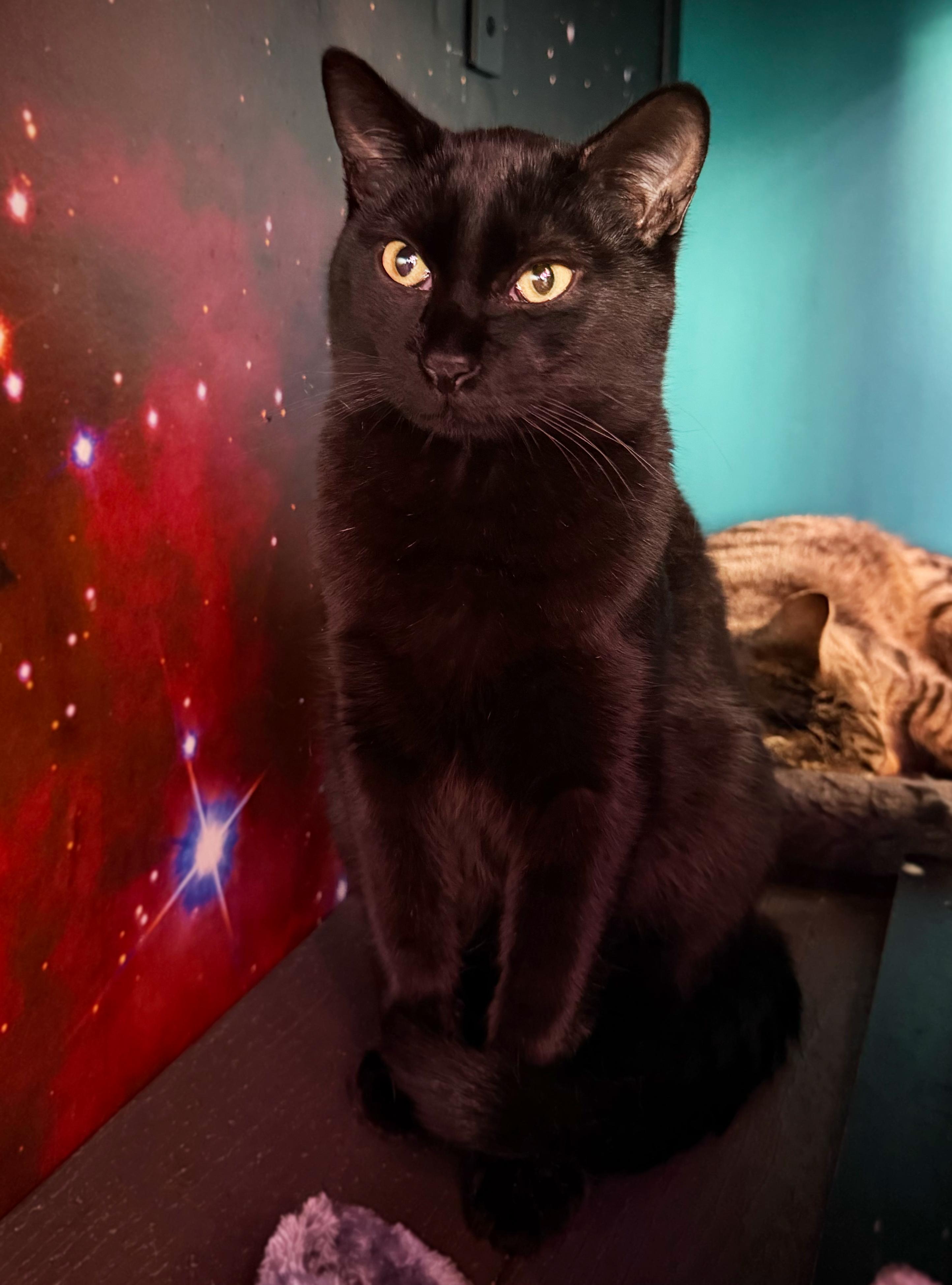 Enlarge Skid, a Adoptable Domestic Short Hair in Asheville, NC image 1/1