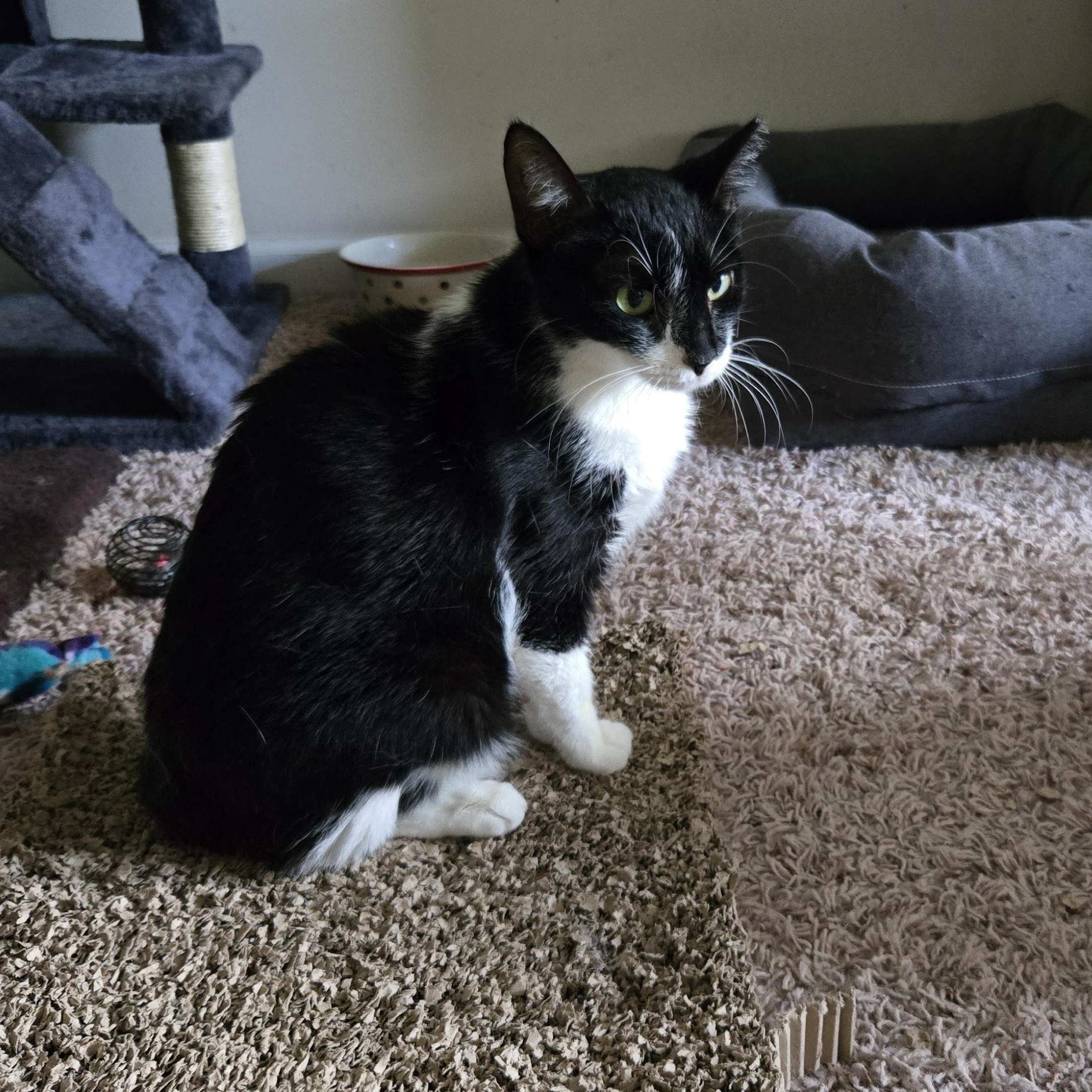 Enlarge Lily, a Adoptable Tuxedo in Concord, OH image 1/5