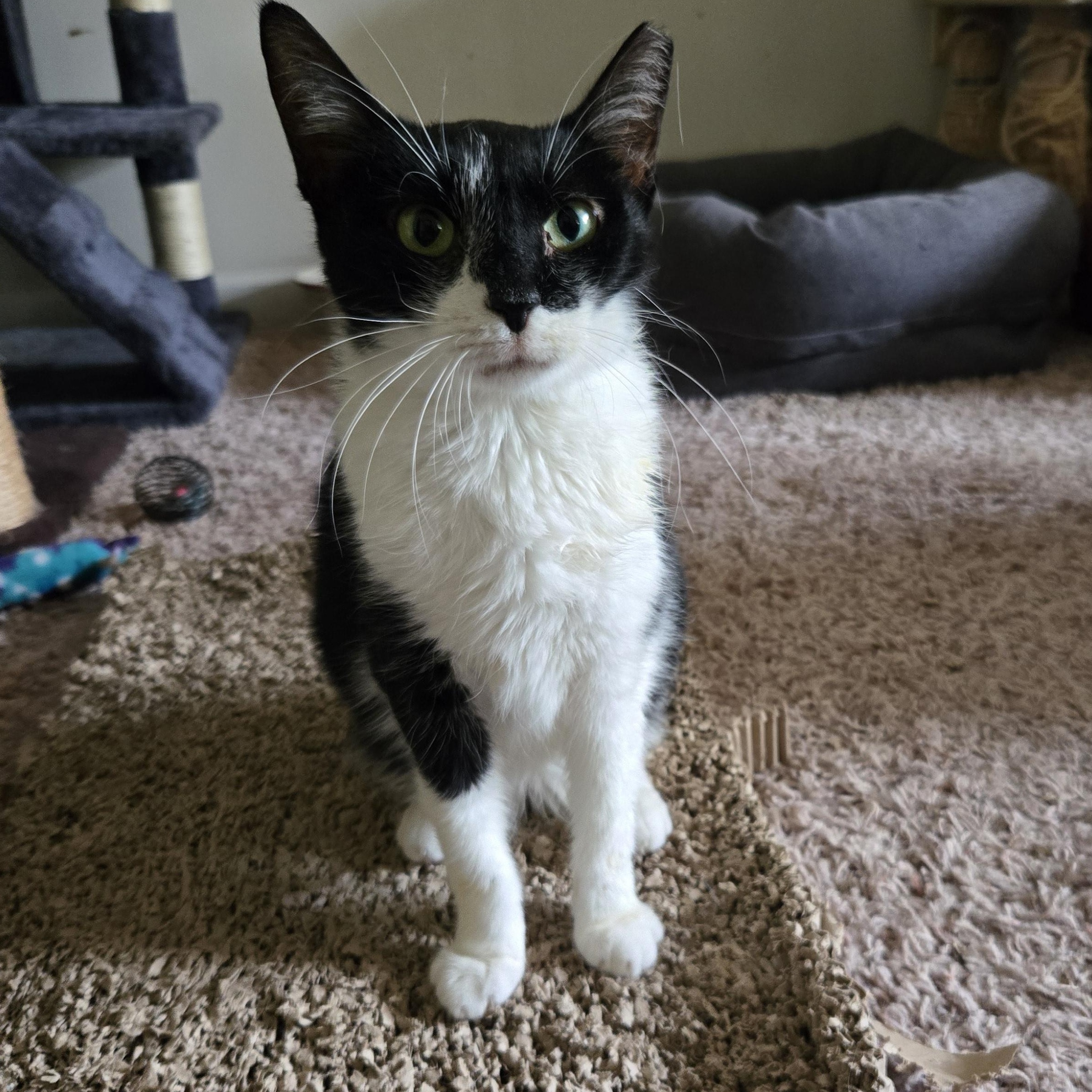 Enlarge Lily, a Adoptable Tuxedo in Concord, OH image 2/5