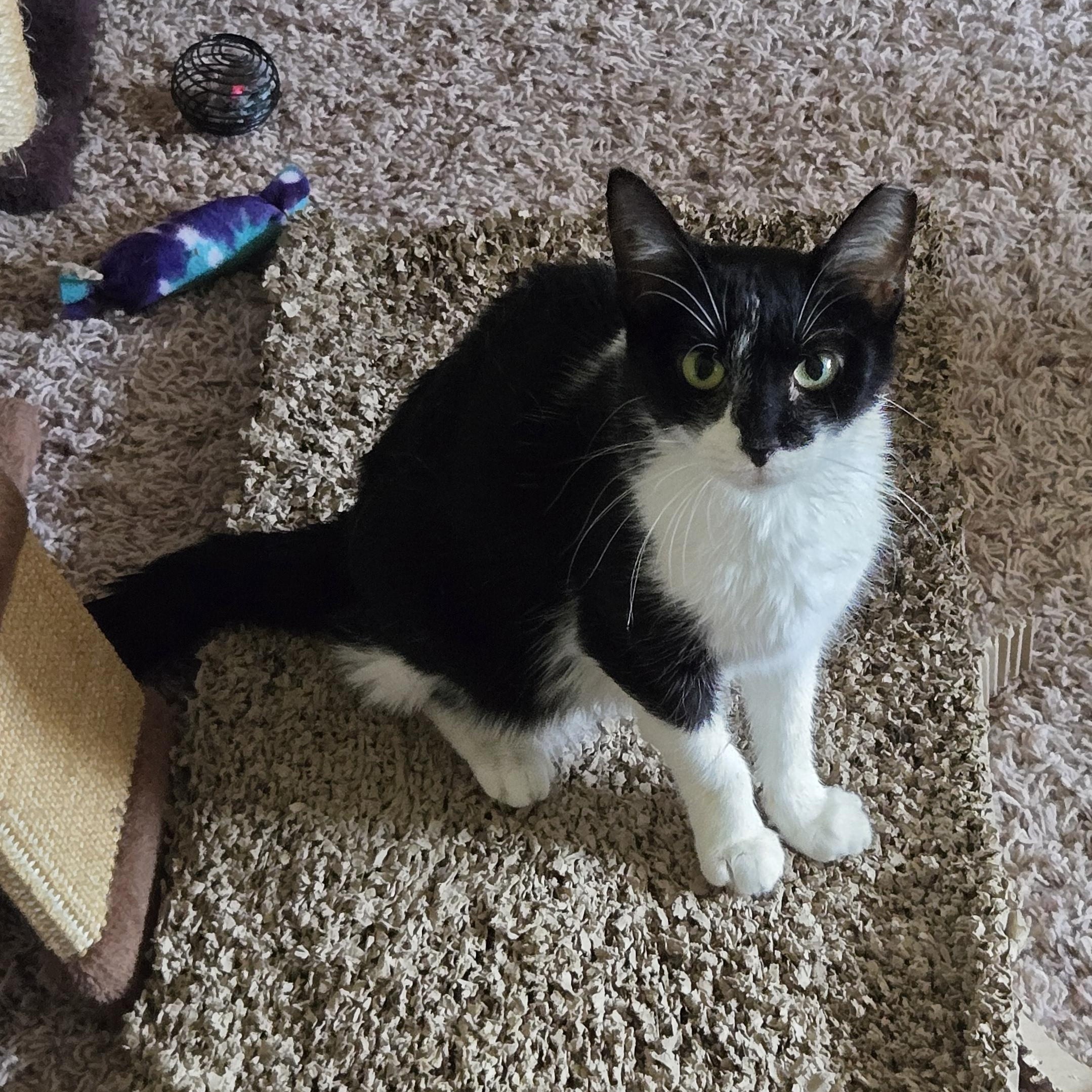 Enlarge Lily, a Adoptable Tuxedo in Concord, OH image 4/5
