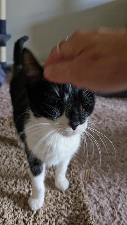 Enlarge Lily, a Adoptable Tuxedo in Concord, OH video 5/5