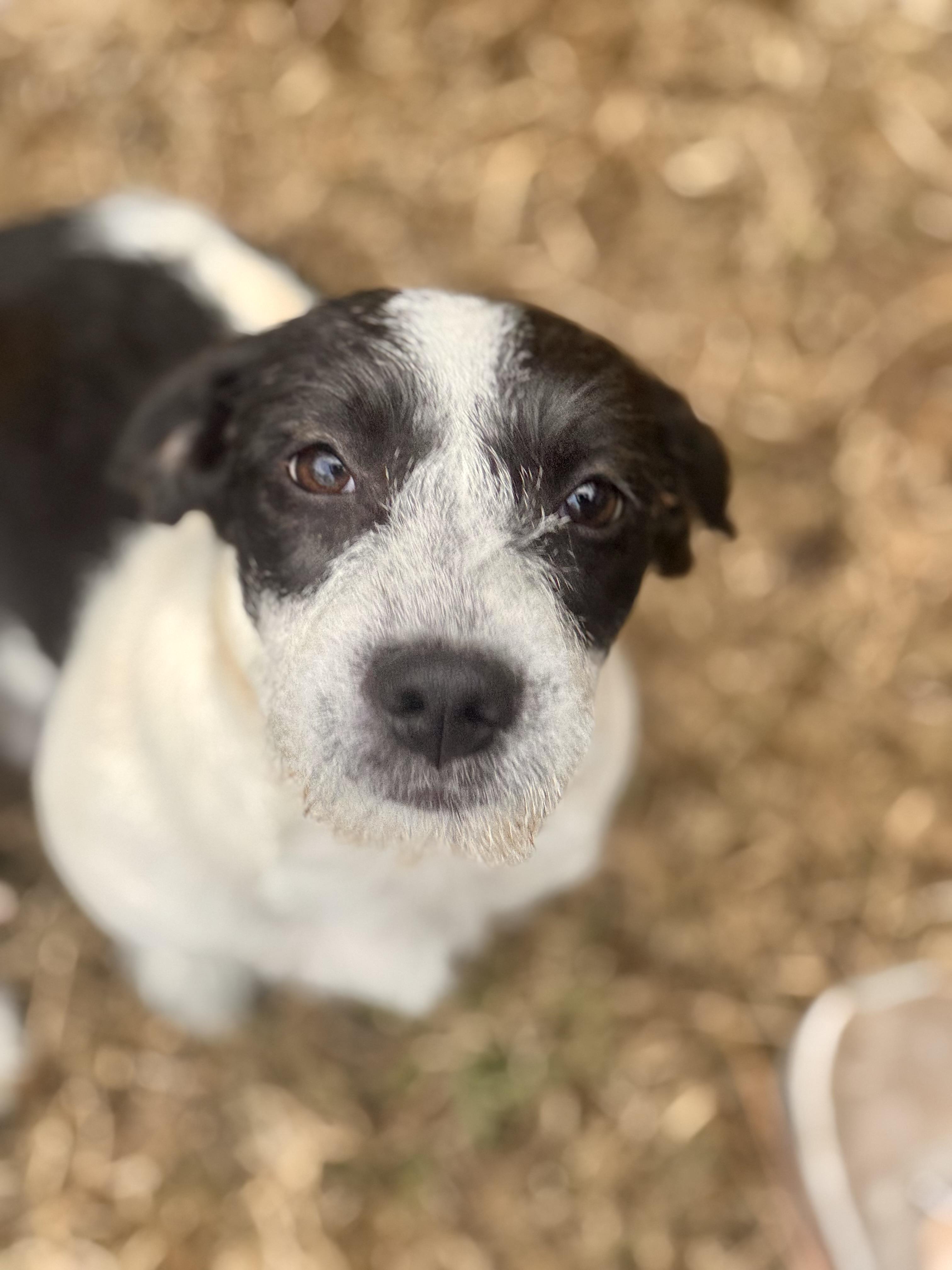 Enlarge Fiona, a ADOPTABLE mixed breed in Warwick, RI image 3/4