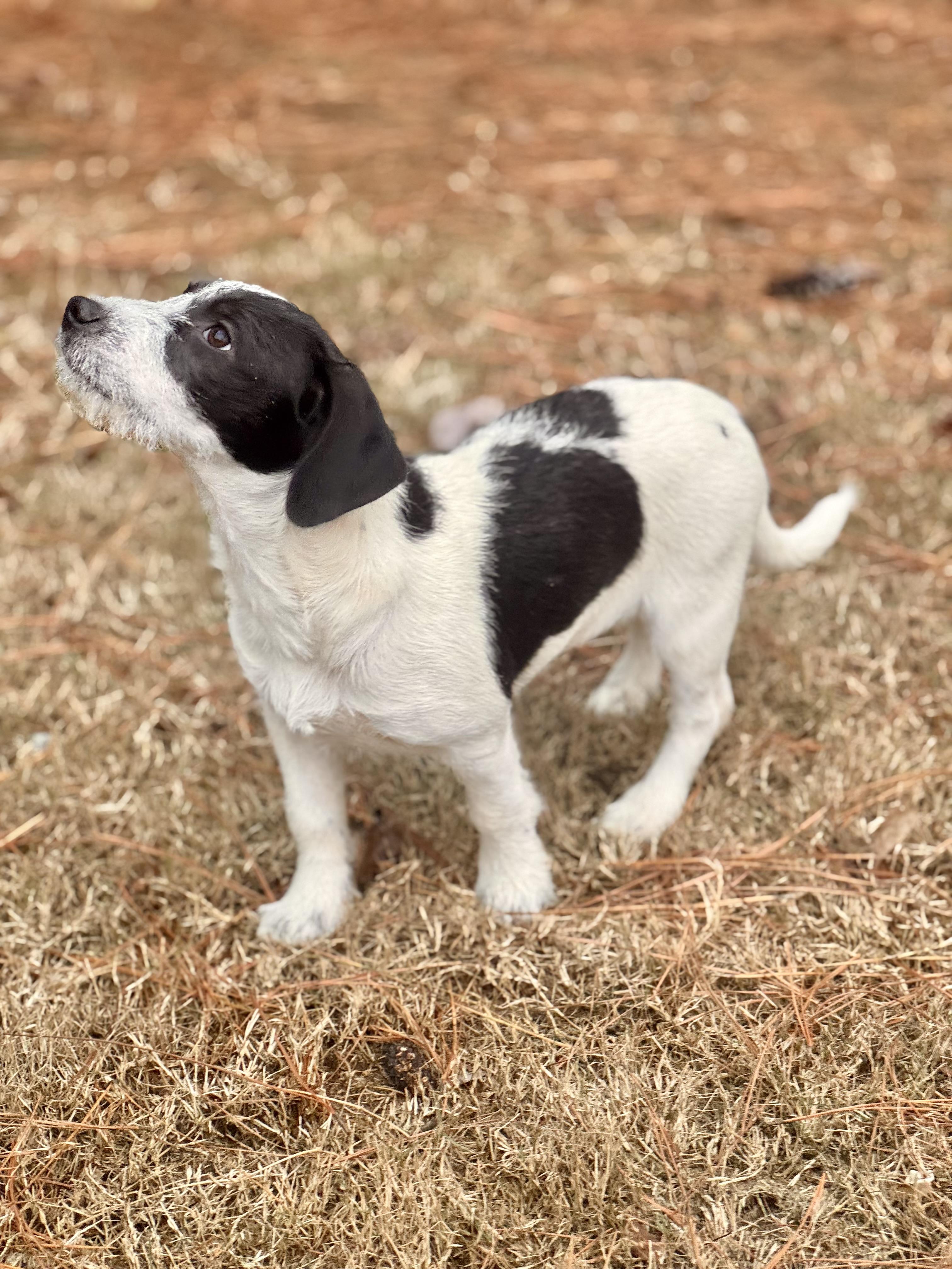 Enlarge Fiona, a ADOPTABLE mixed breed in Warwick, RI image 4/4
