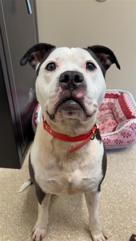 Enlarge Rocco, a ADOPTABLE mixed breed in Prince Frederick, MD image 3/4